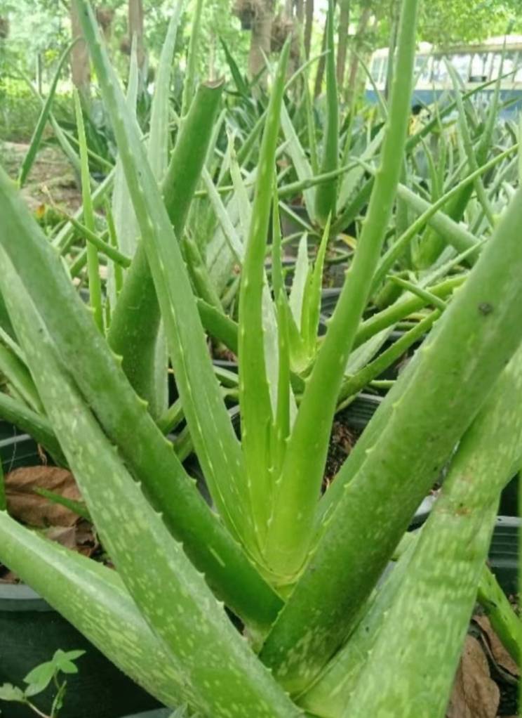 ใบว่านหางจระเข้ Aloe