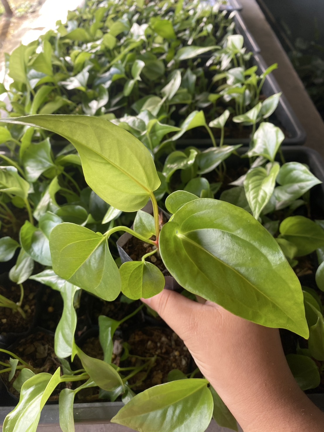 ต้นพลูทอง Golden Pothos