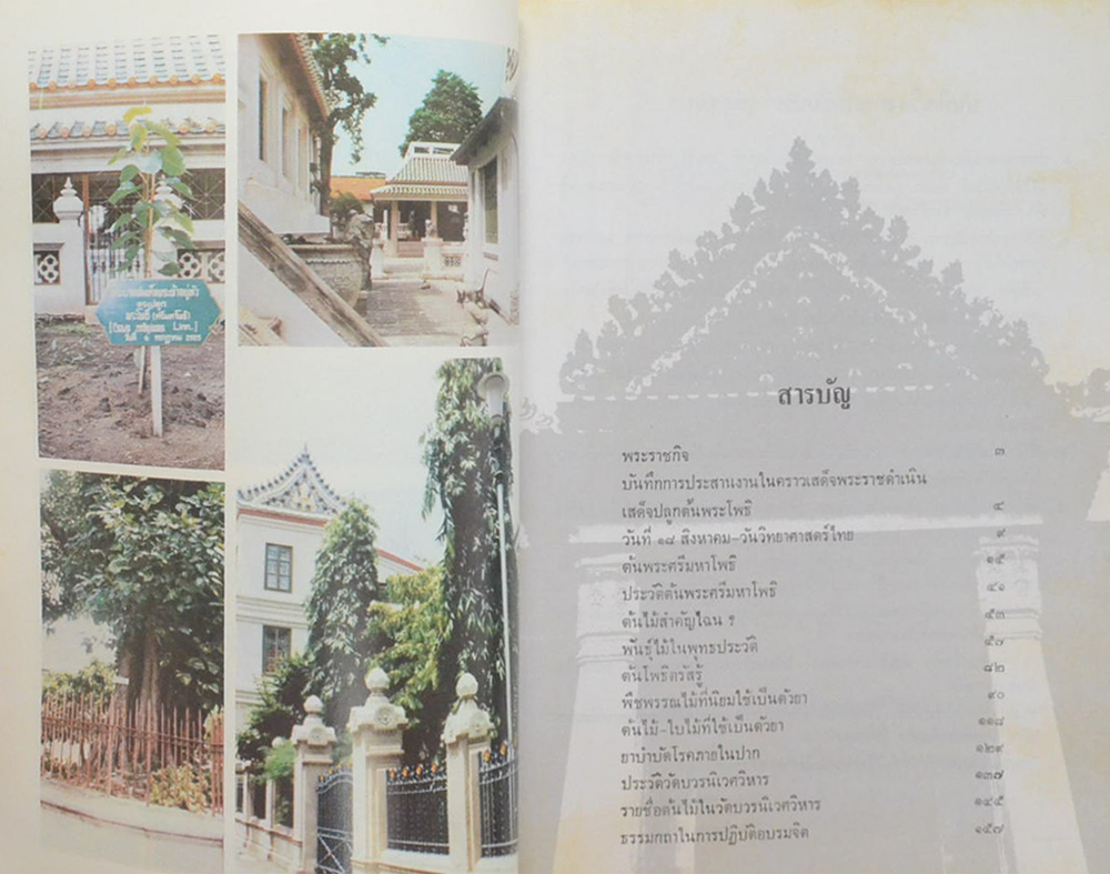 โพธิใต้แม่