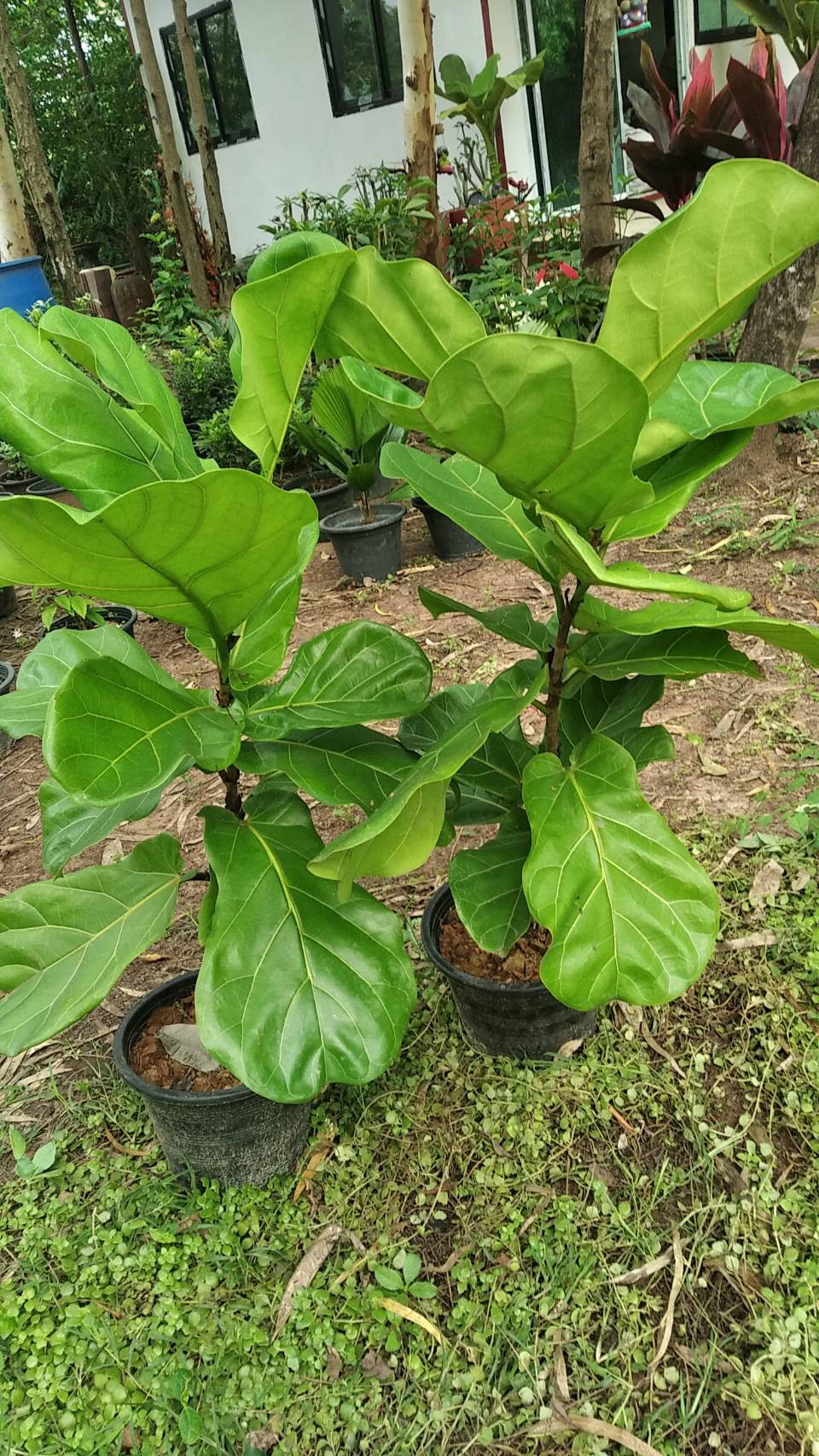 ไทรใบสัก Fiddle-leaf fig