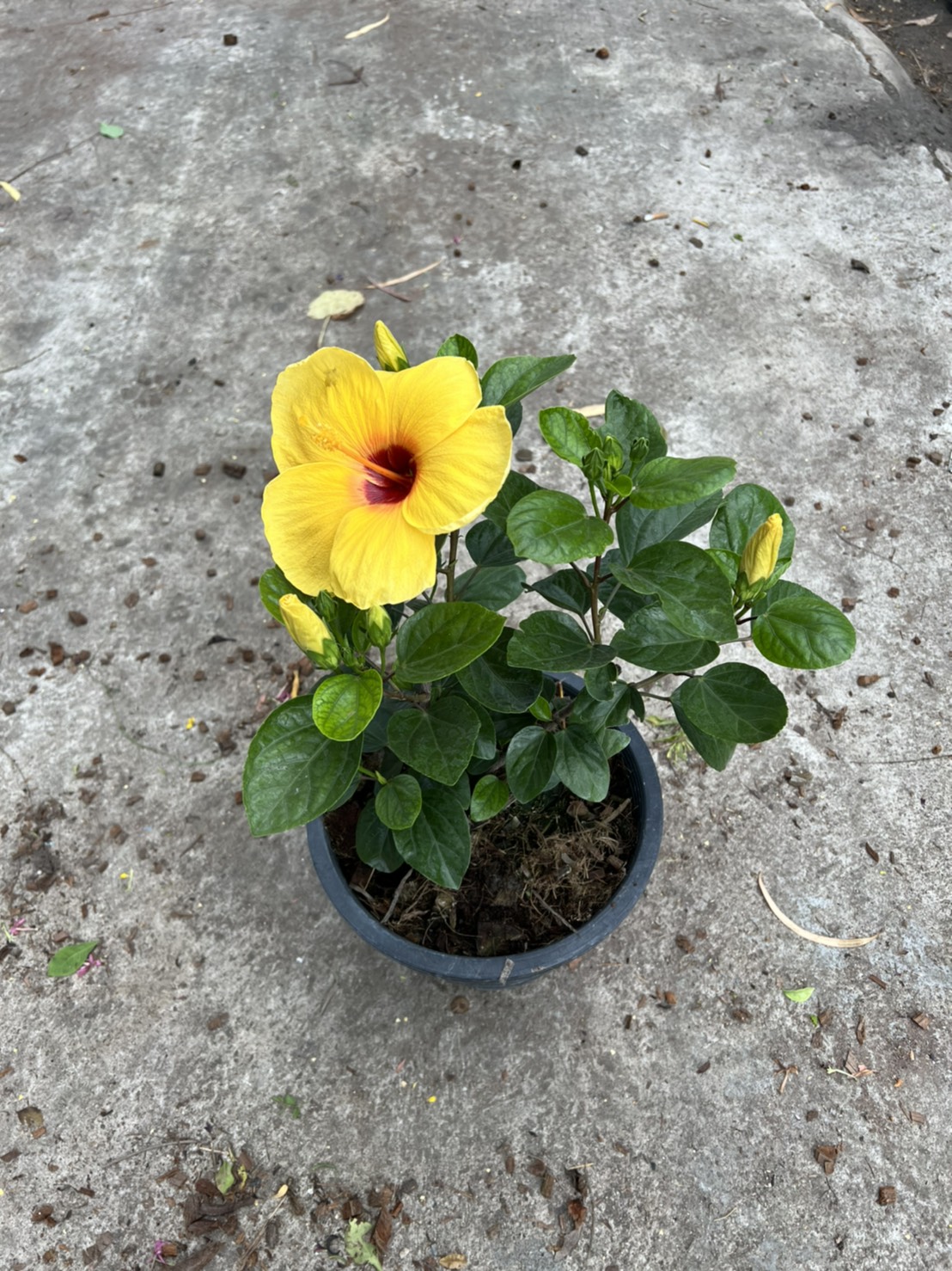 ชบา ชบาฮาวายสีเหลือง Hibiscus