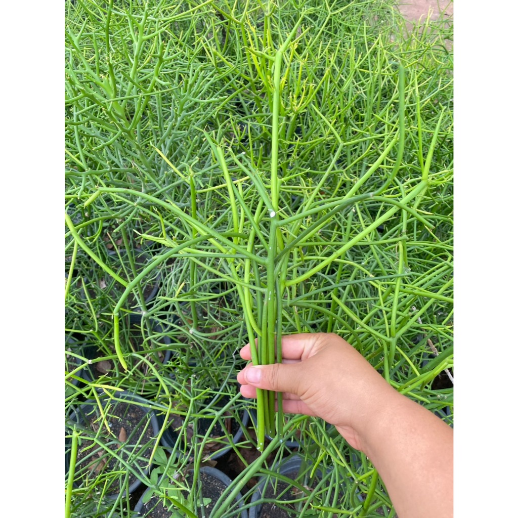 กิ่งพญาไร้ใบ Milk bush