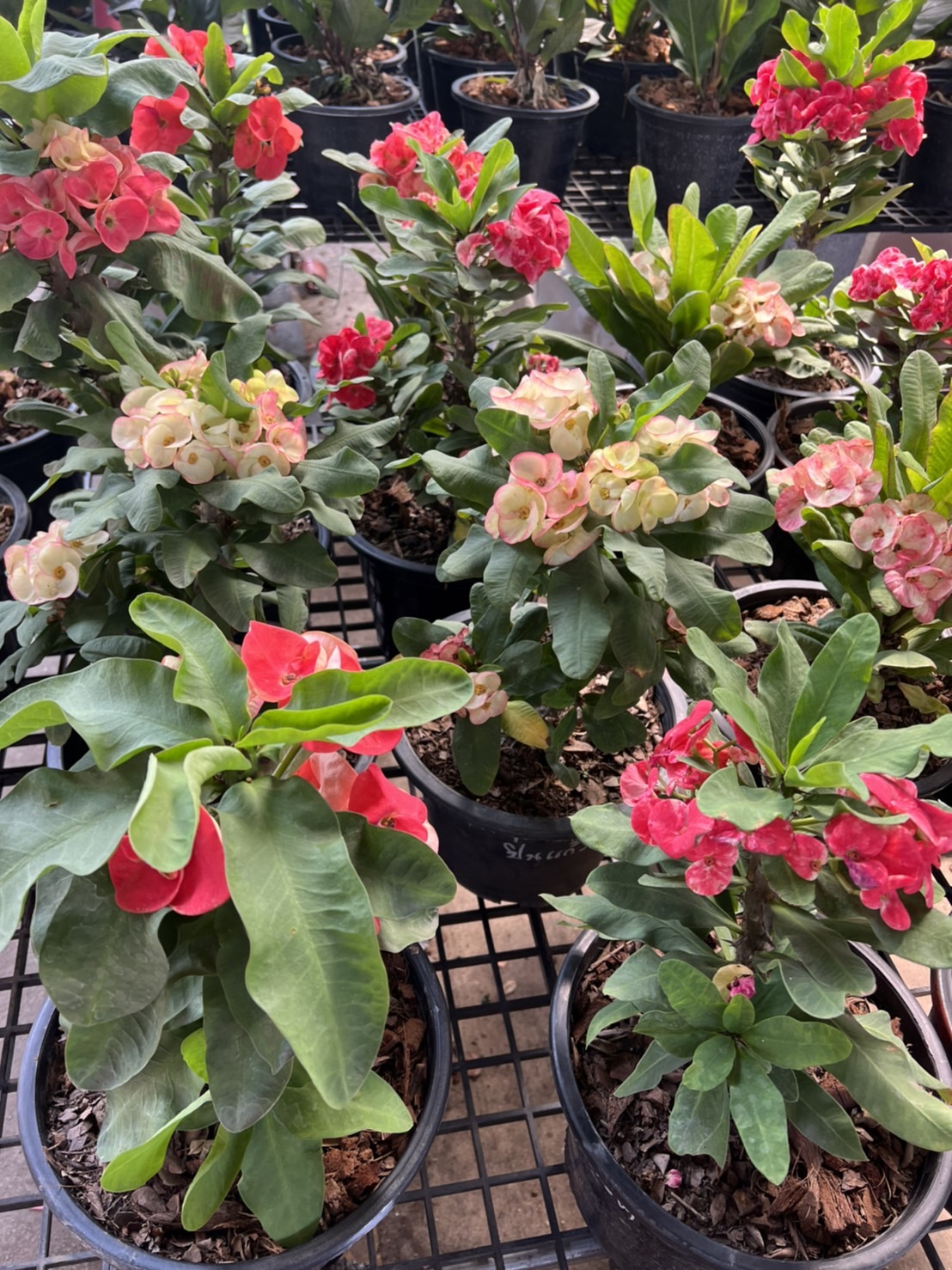 โป๊ยเซียนดอกเล็กๆ Crown of thorns ไม้มงคล