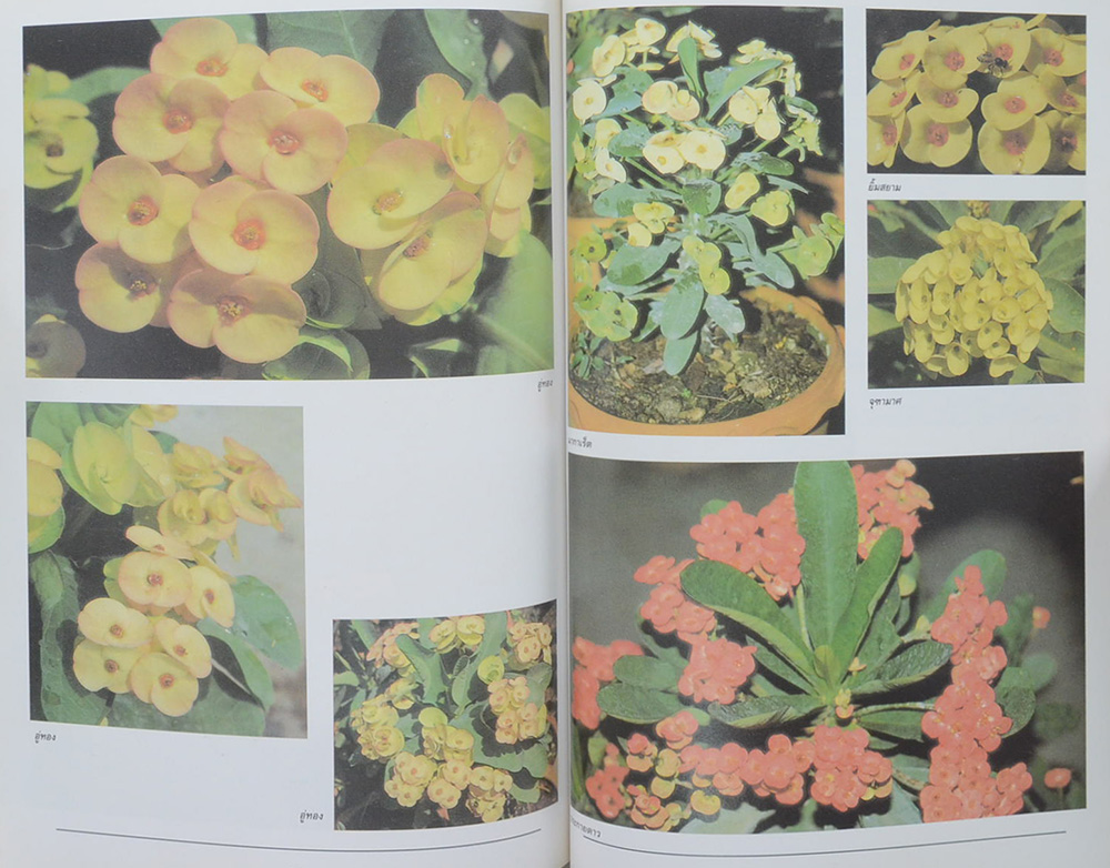 พ.ต.อ. บรรเจิด สุเภากิจ (เรื่องโป๊ยเซียน)