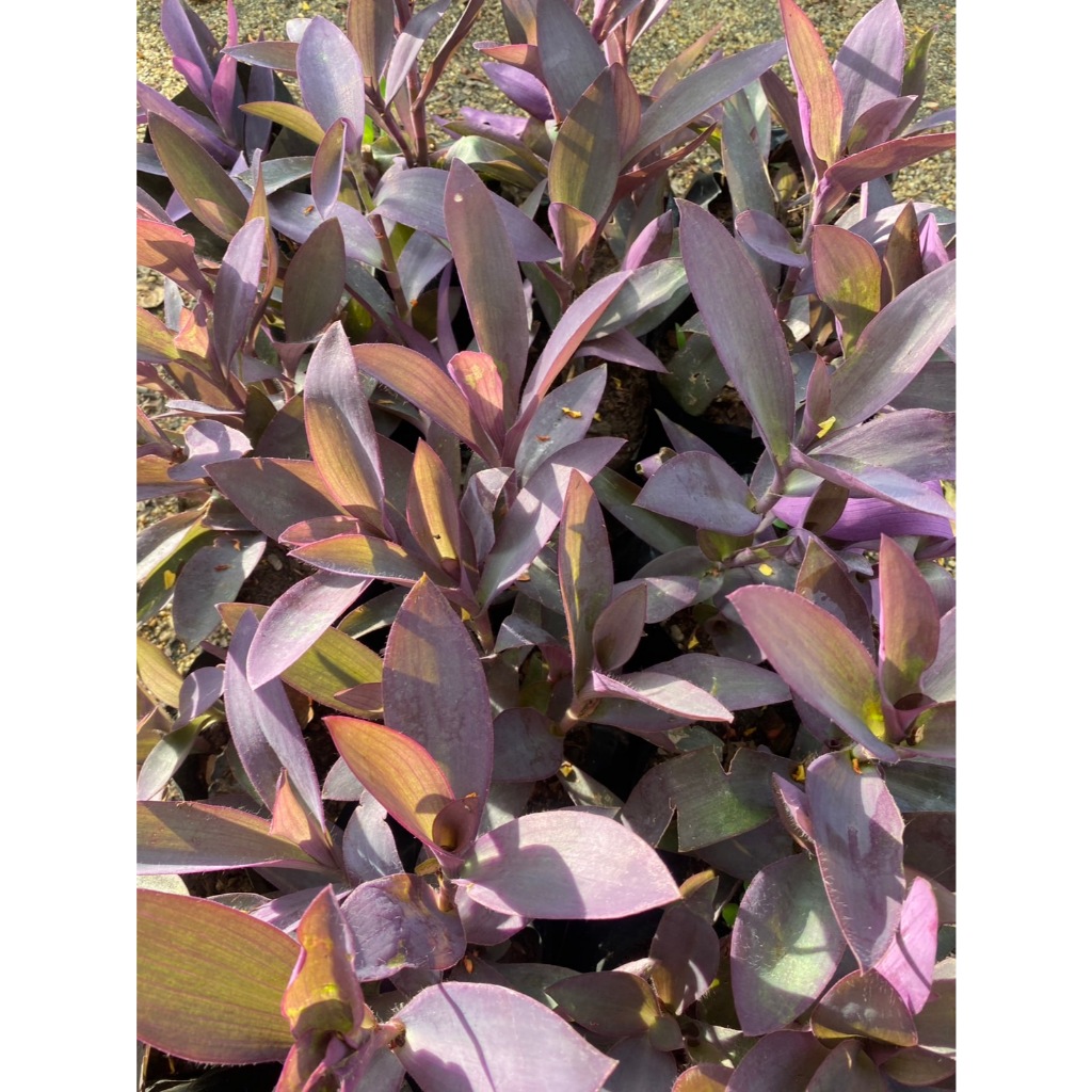 กิ่งต้นหัวใจสีม่วง หรือหัวใจราหู Purple Hear