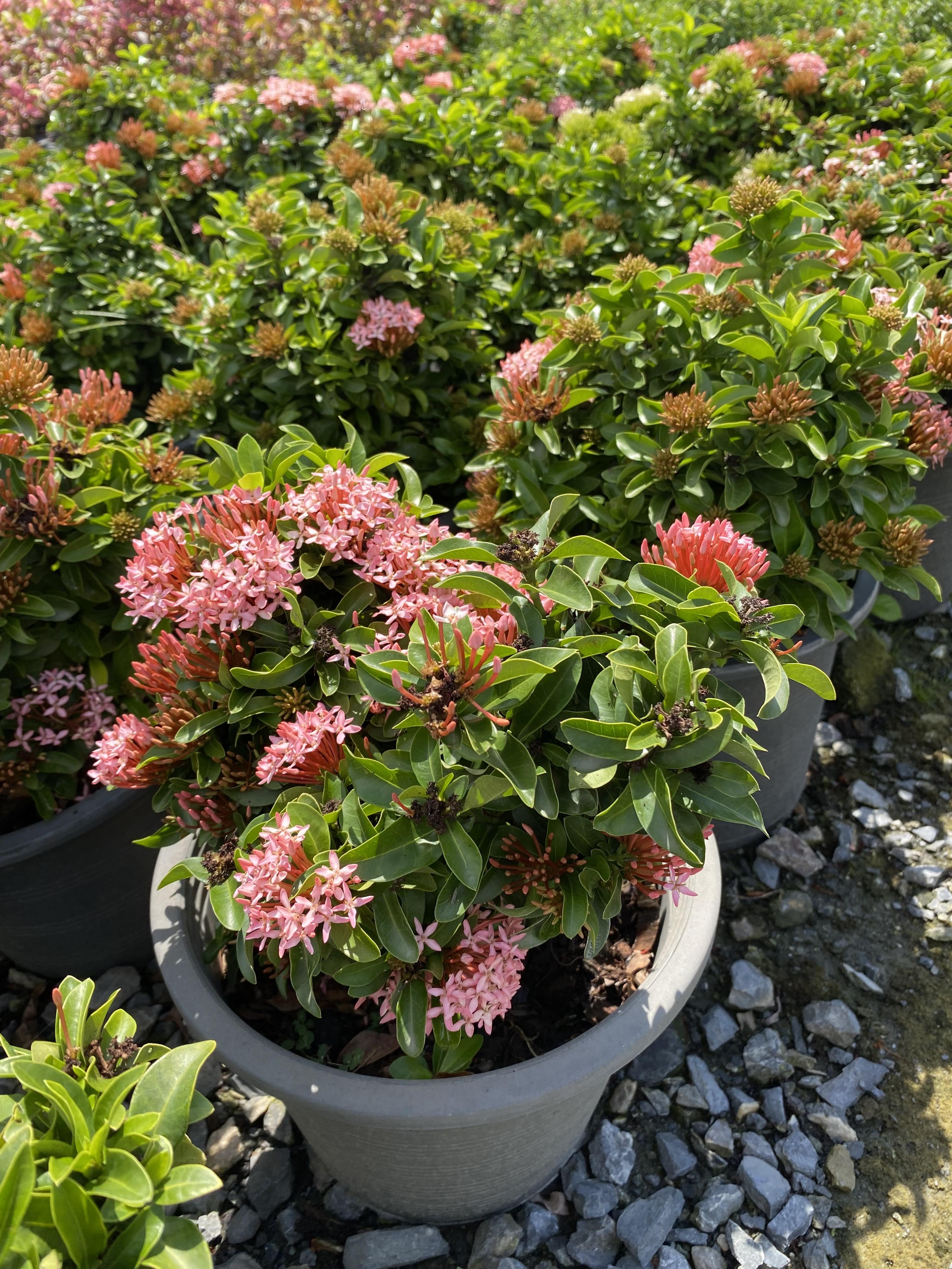 เข็มแคระ เข็มชมพู Ixora Hybrid