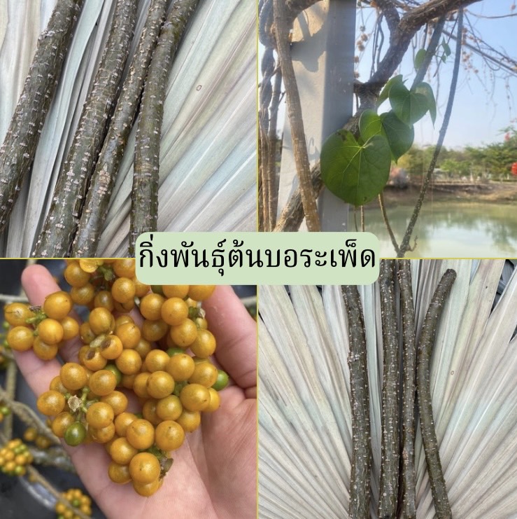 กิ่งพันธุ์ต้นบอระเพ็ด Tinospora cordifolia