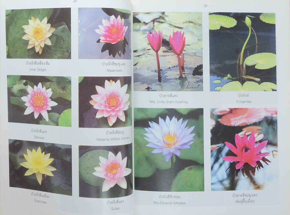 บัวงาม: นามอุบล ยลเทียนพรรษา