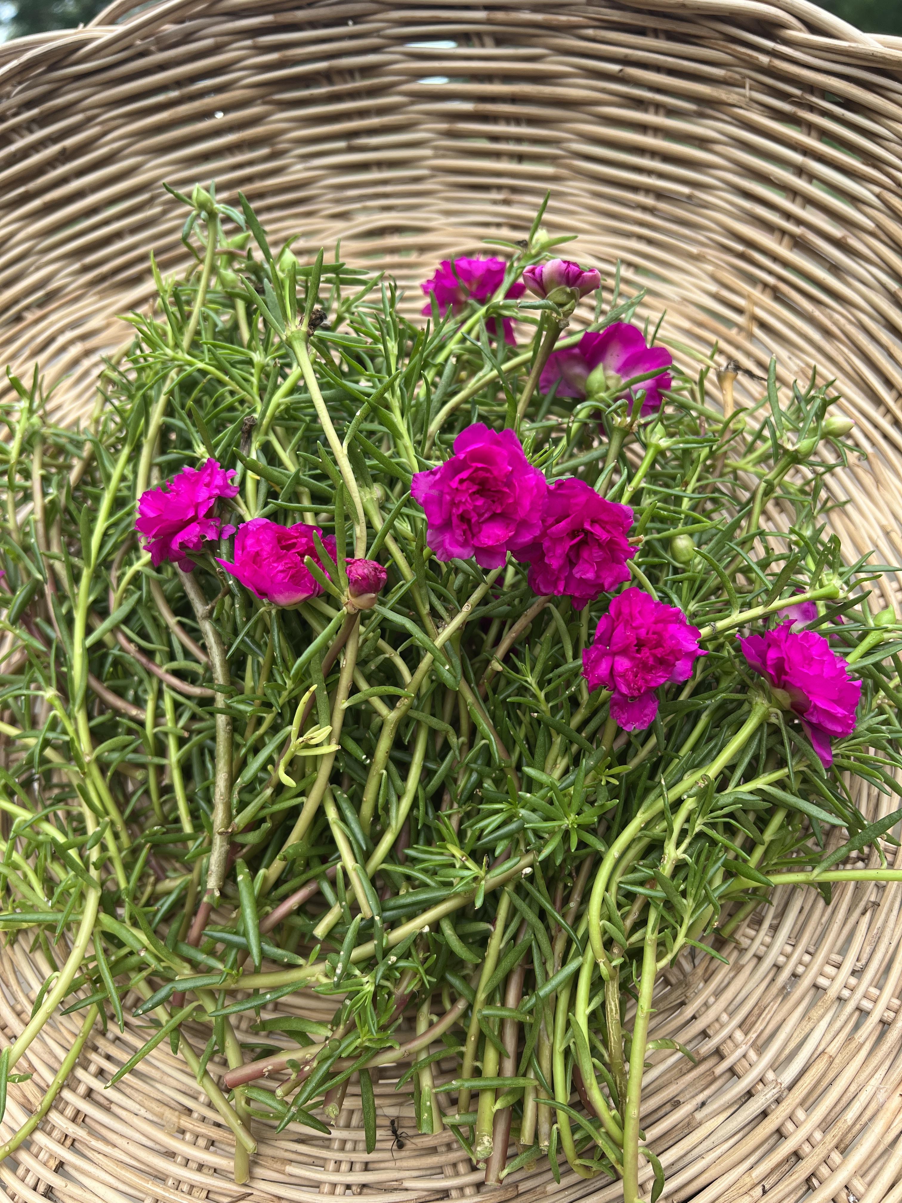 กิ่ง แพรเซี่ยงไฮ้ 3กิ่ง คละสี Portulaca