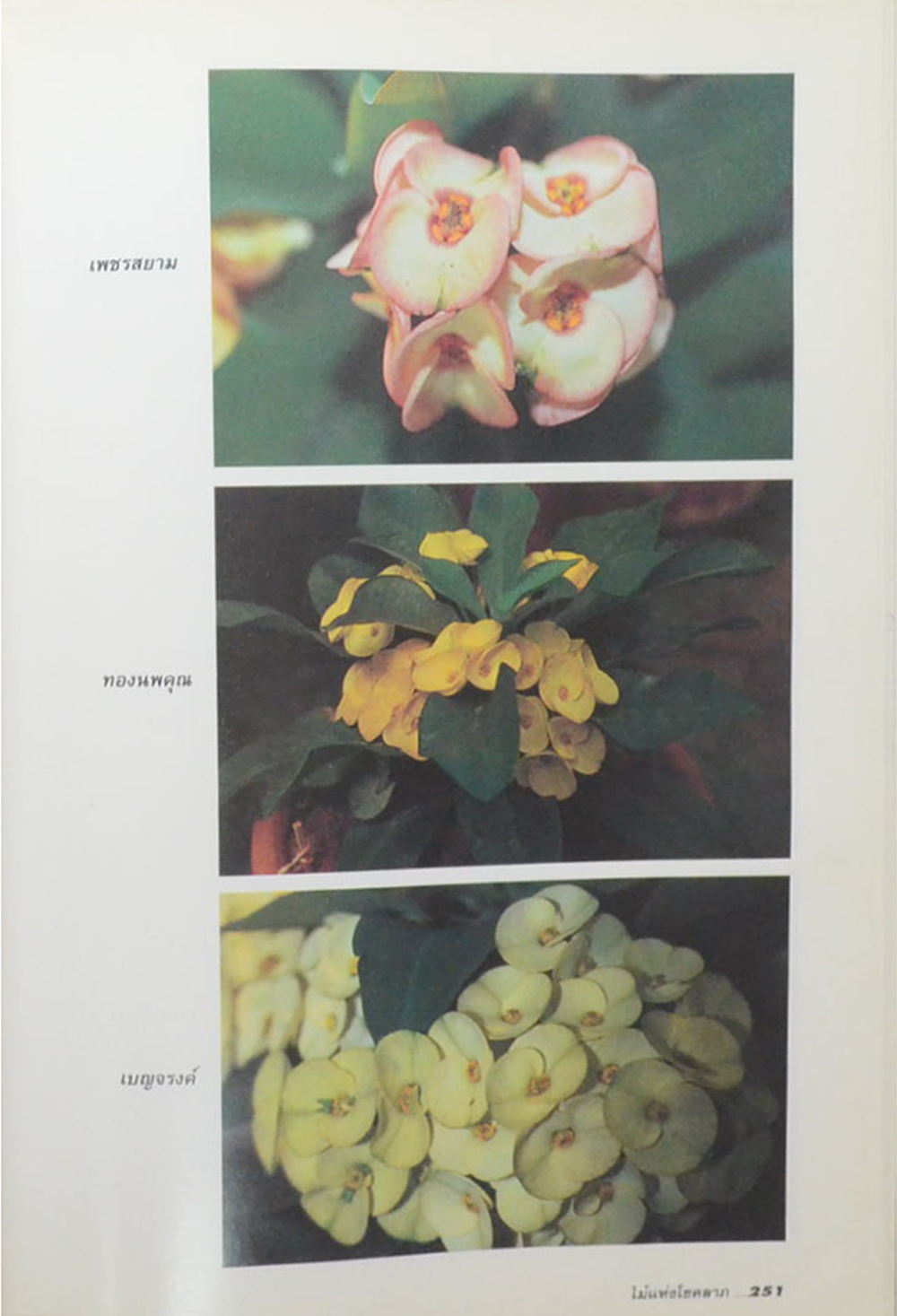 โป๊ยเซียนไม้แห่งโชคลาภ (ขายตามสภาพ)