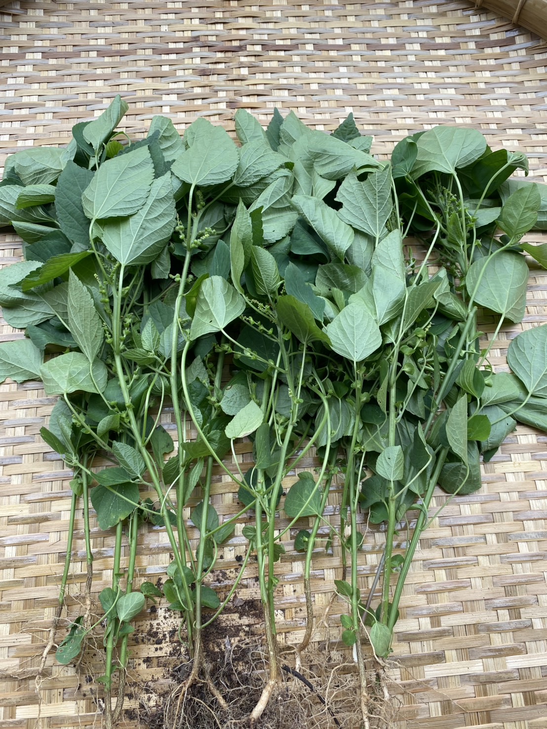 ต้นแคทนิปบอล catnip ball ต้นกัญชาแมว