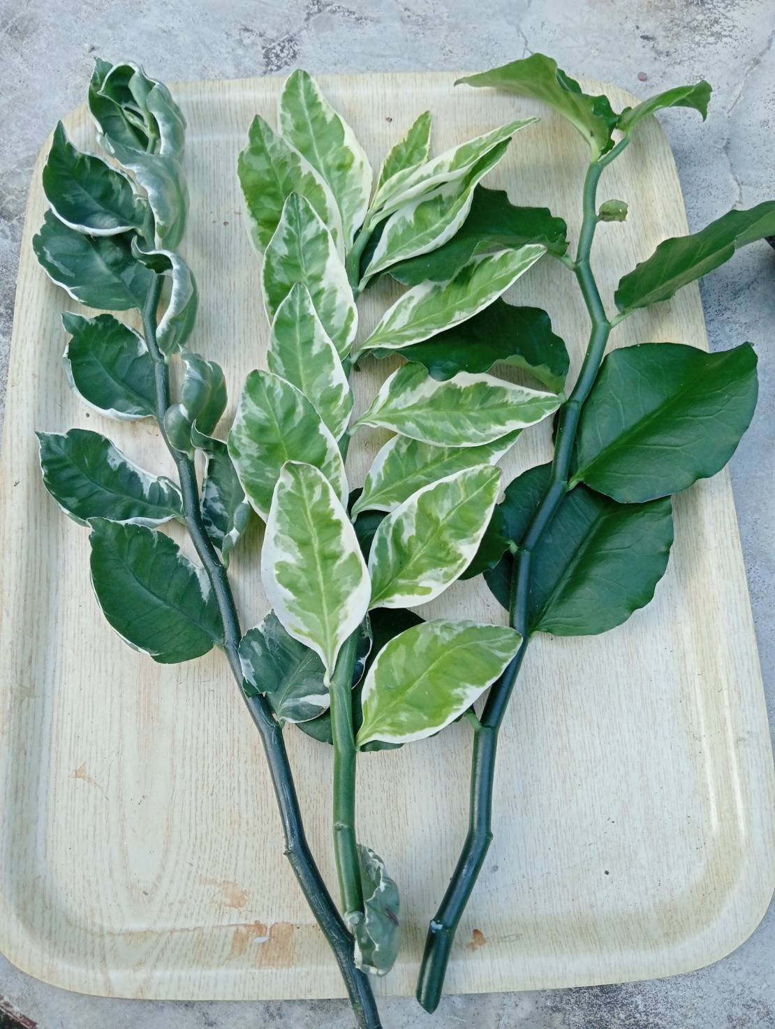 กิ่งแสยกด่าง นกน้อยนำโชค แสยกเขียว กวักเงินกวักทอง ไม้มงคลมี 3 สี