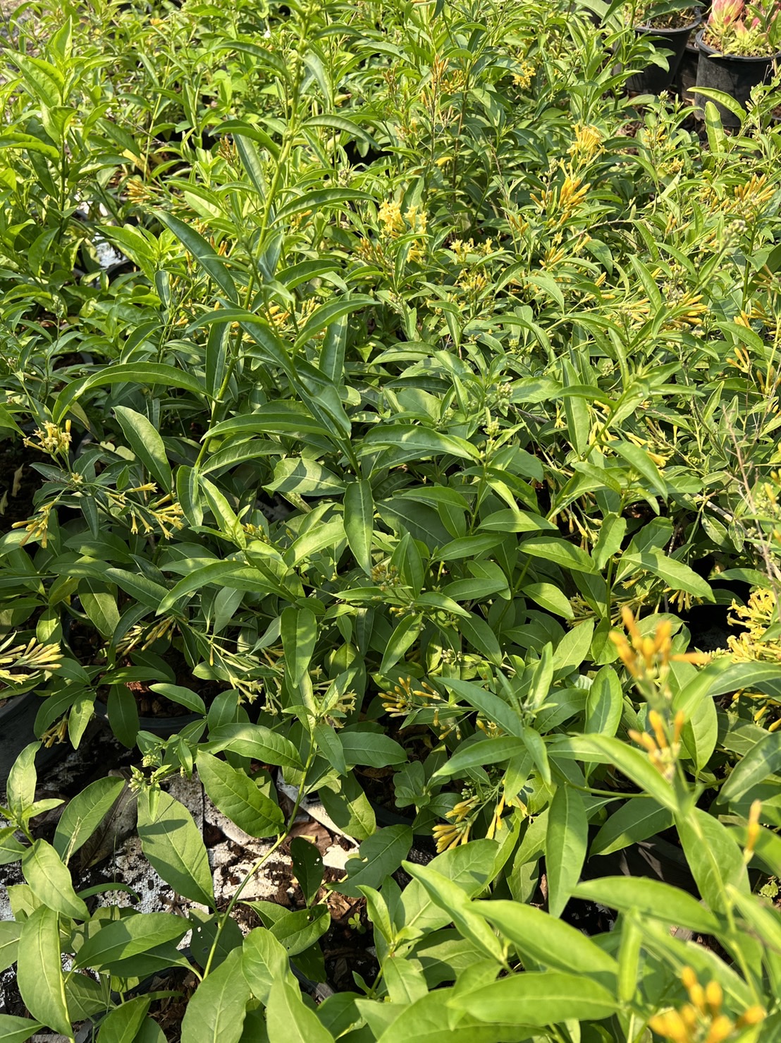 ราตรีสีทอง Yellow jasmine