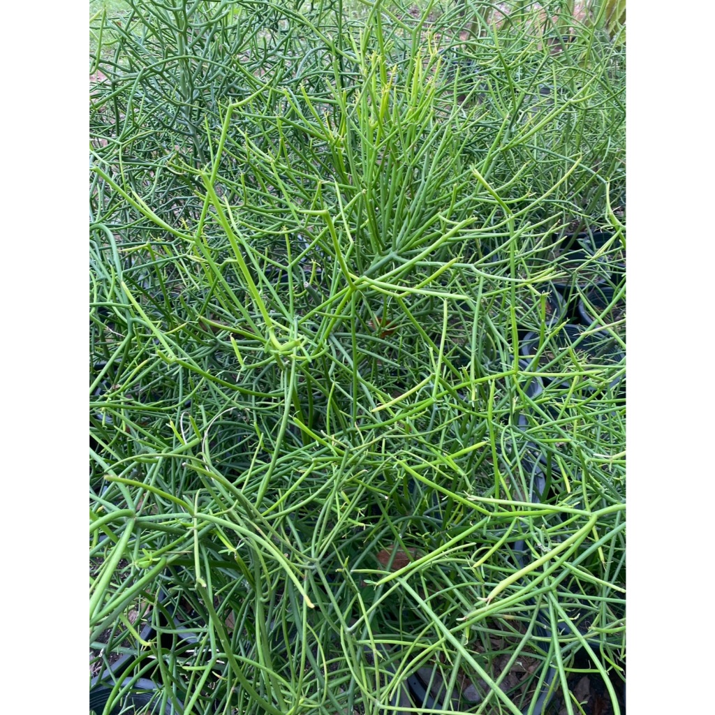 กิ่งพญาไร้ใบ Milk bush