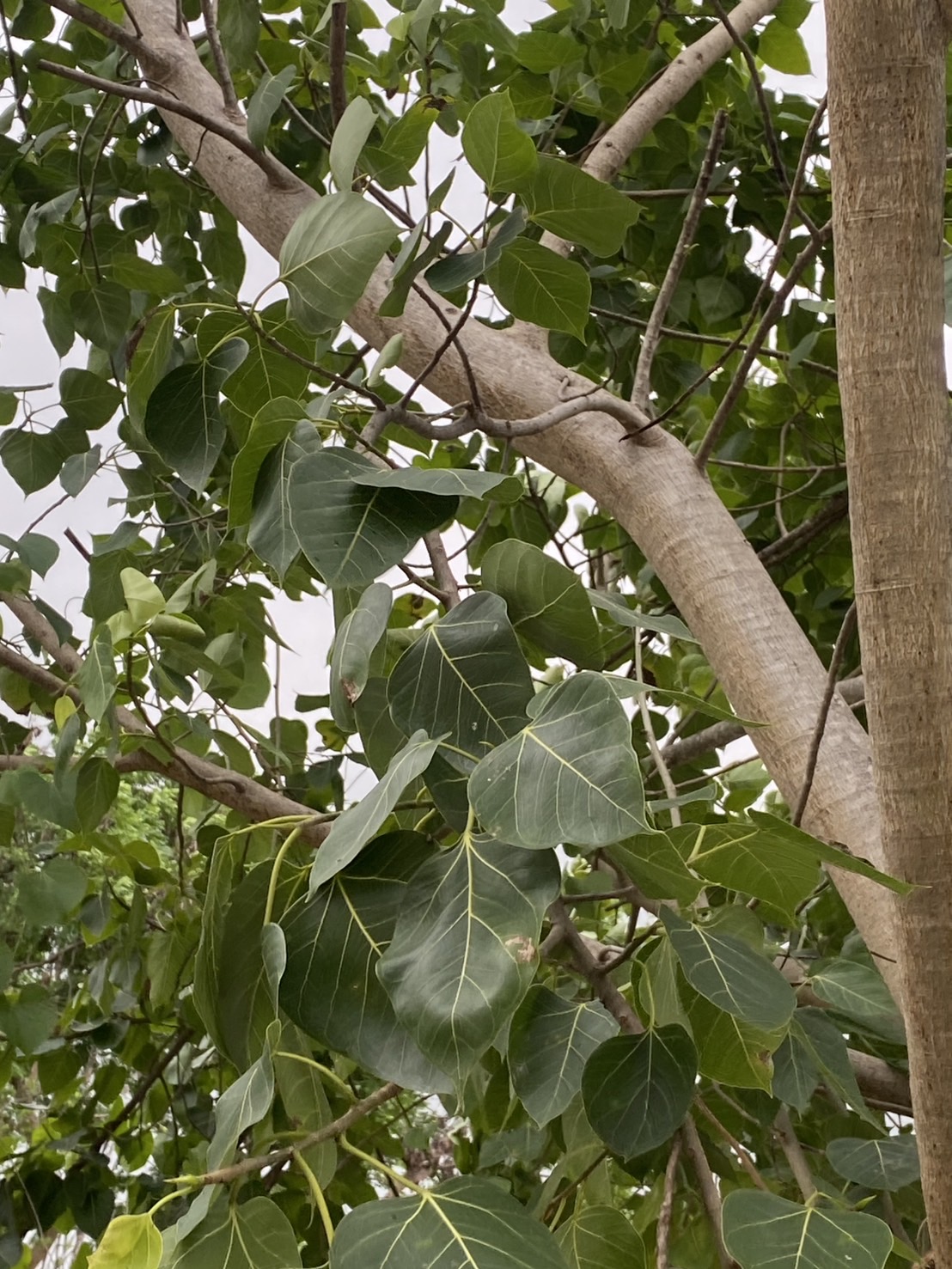 ใบโพธิ์ใบสด Ficus religiosa L.
