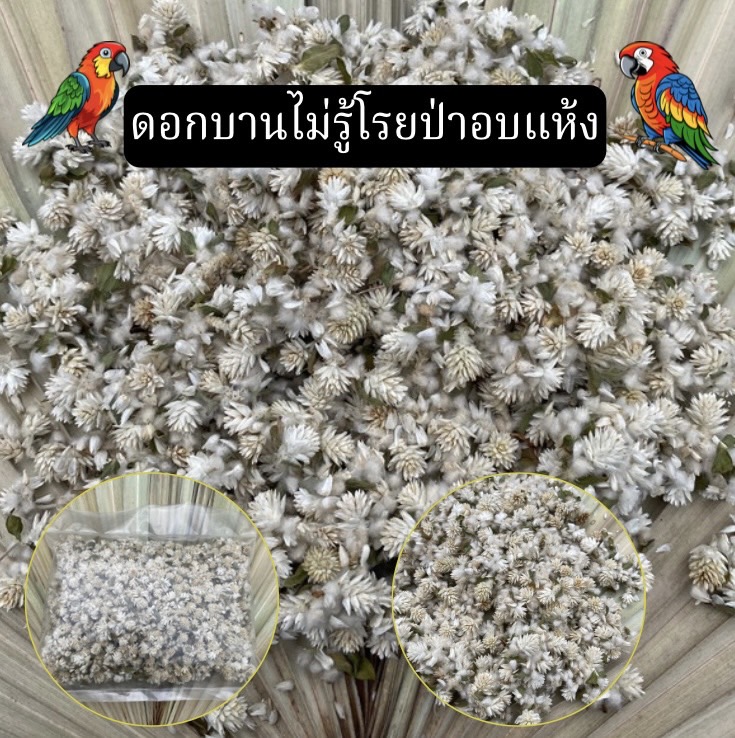 ดอกบานไม่รู้โรยอบแห้ง Globe Amaranth