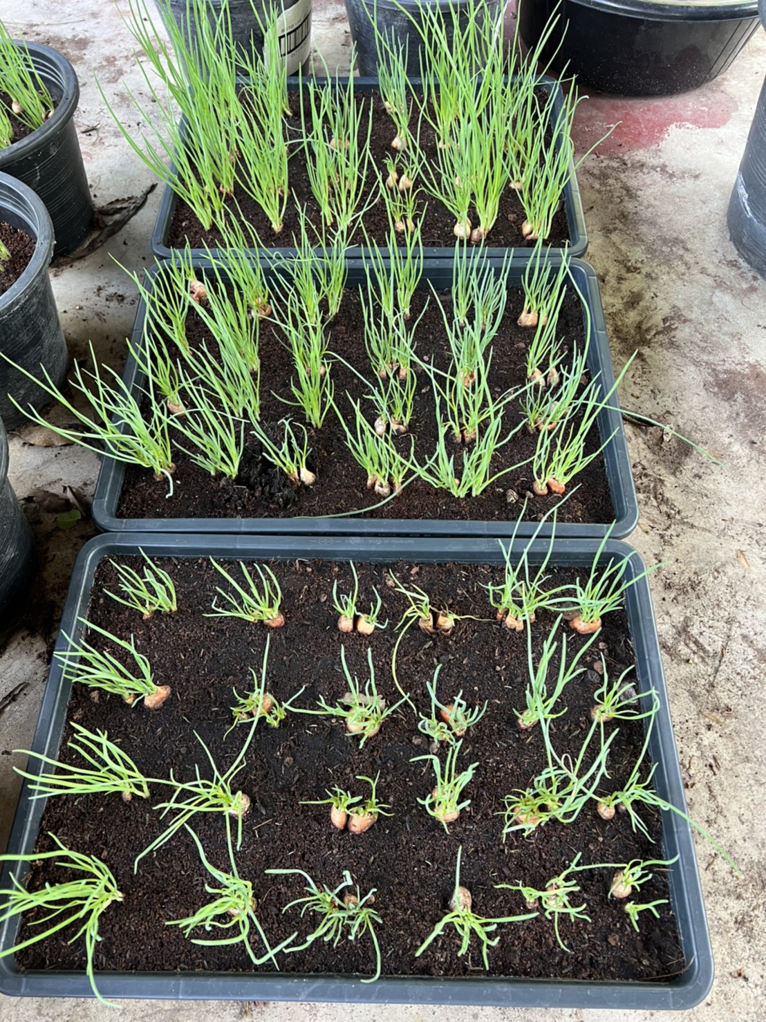 กล้าพันธุ์ต้นหอม Spring onion พืชผักสวนครัว