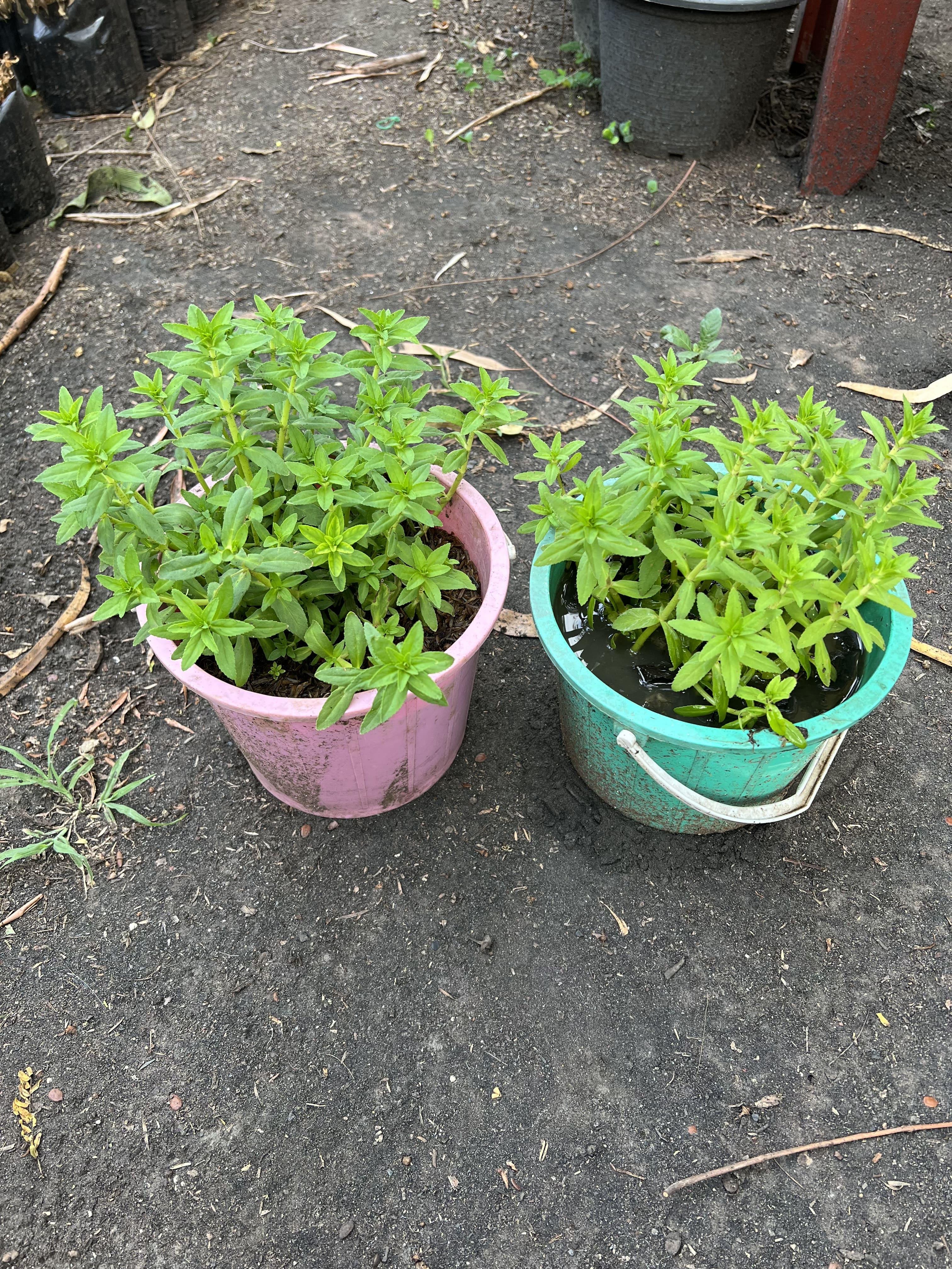 ผักแขยง Limnophila aromatica , rice paddy herb ผักกะแยง ผักพื้นบ้าน