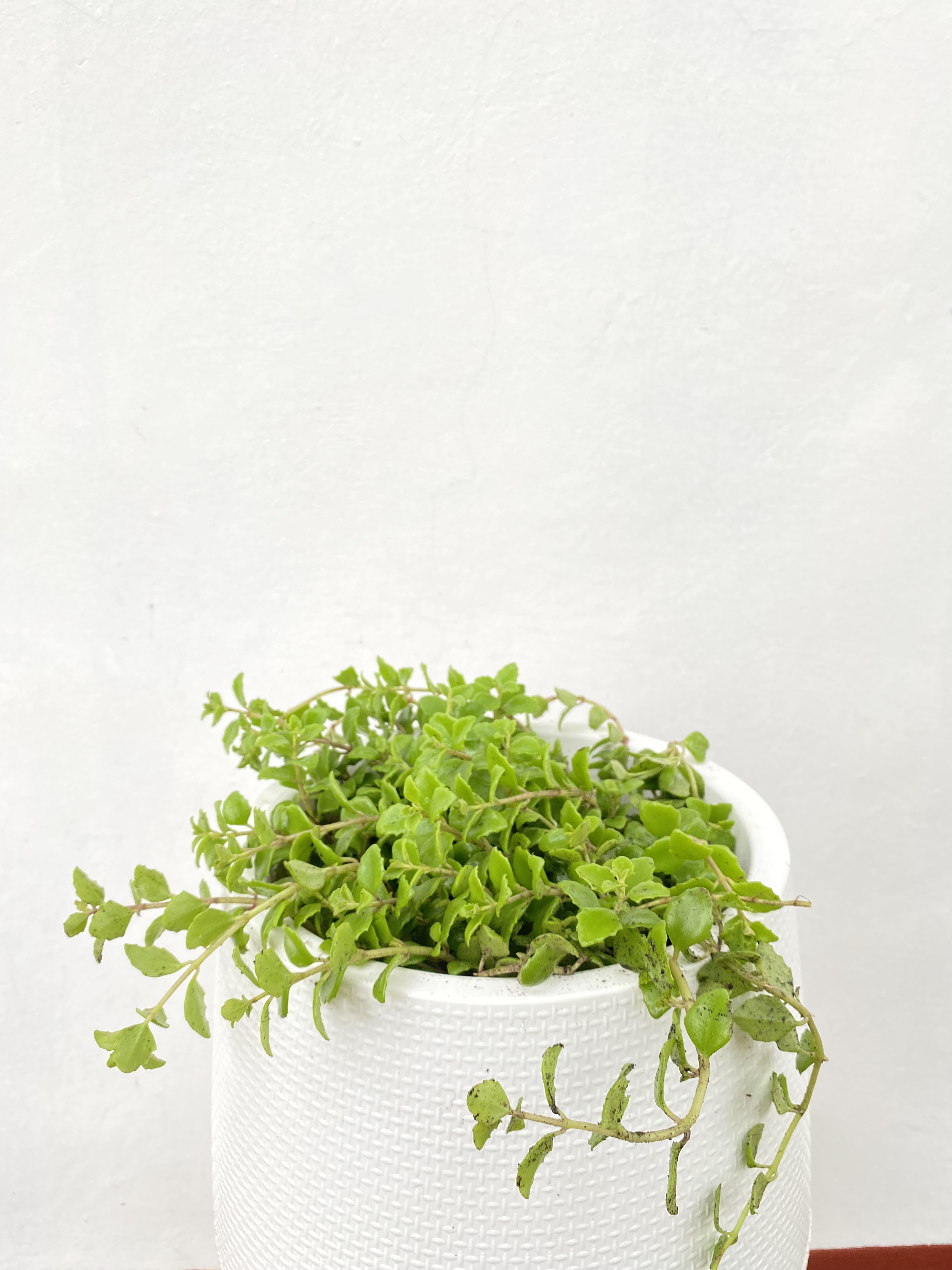 เดฟ Dischidia ไม้เลื้อย