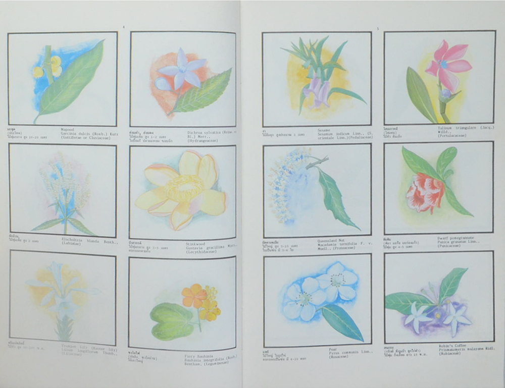 พจนานุกรมไม้ดอกไม้ประดับในเมืองไทย