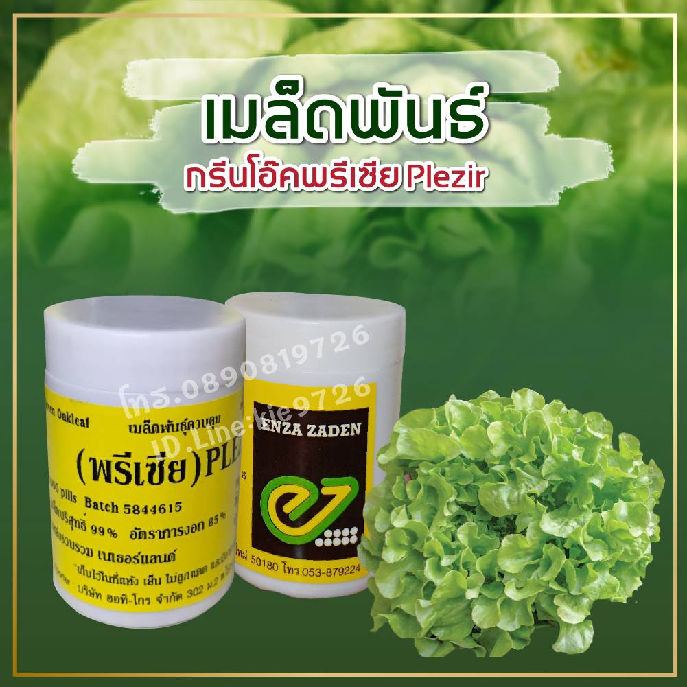 ฟรีเซีย แบบเคลือบ 1000เมล็ด(Enza)1กระปุก590บาท