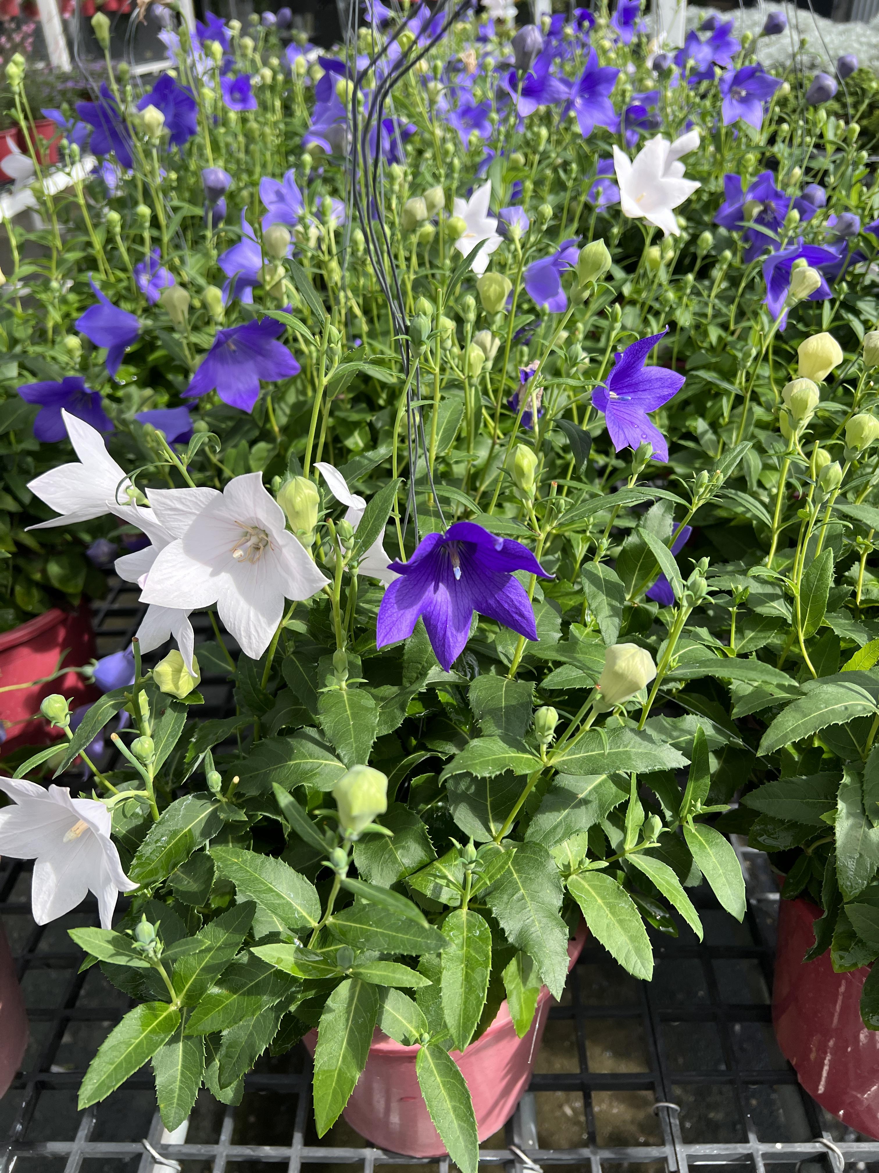 บอลลูน ฟลาวเวอร์ Balloon Flower