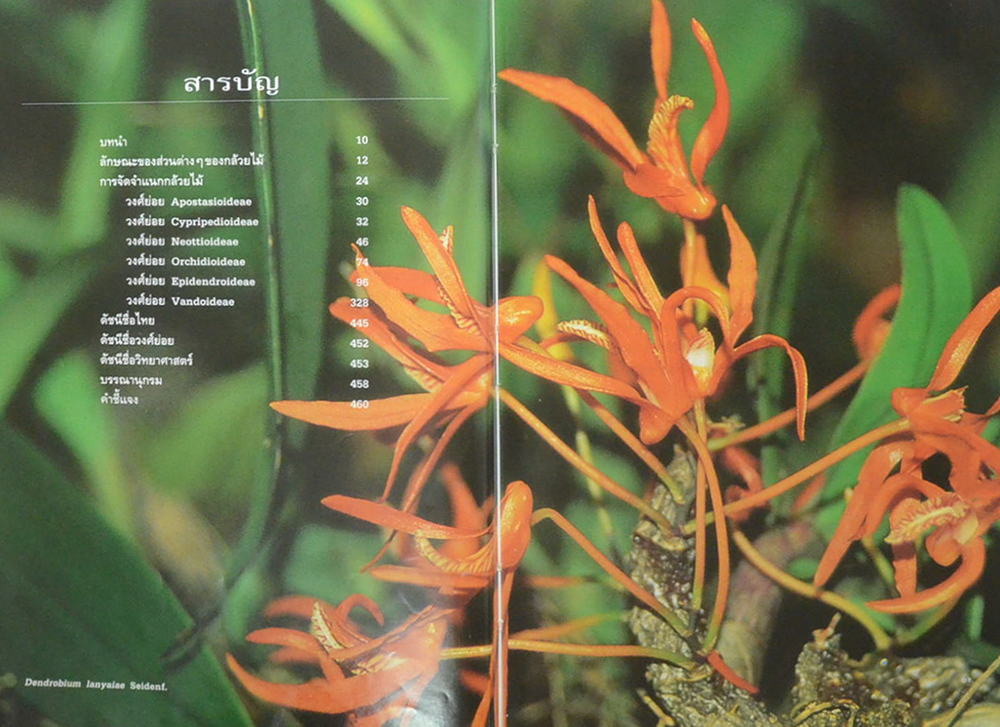 กล้วยไม้เมืองไทย (ขายตามสภาพ)