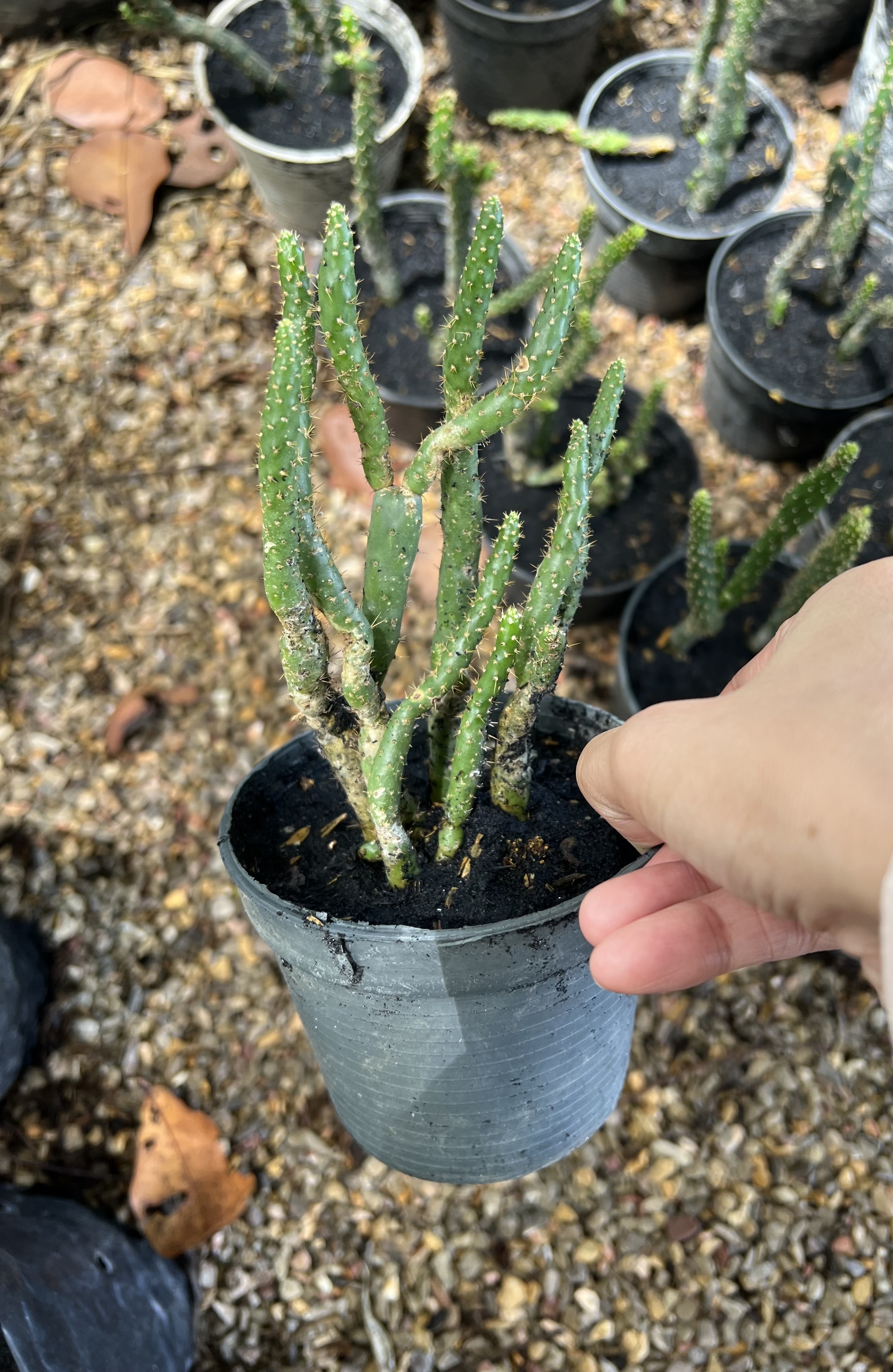 กระบองเพชร หยกเขียว Cactus