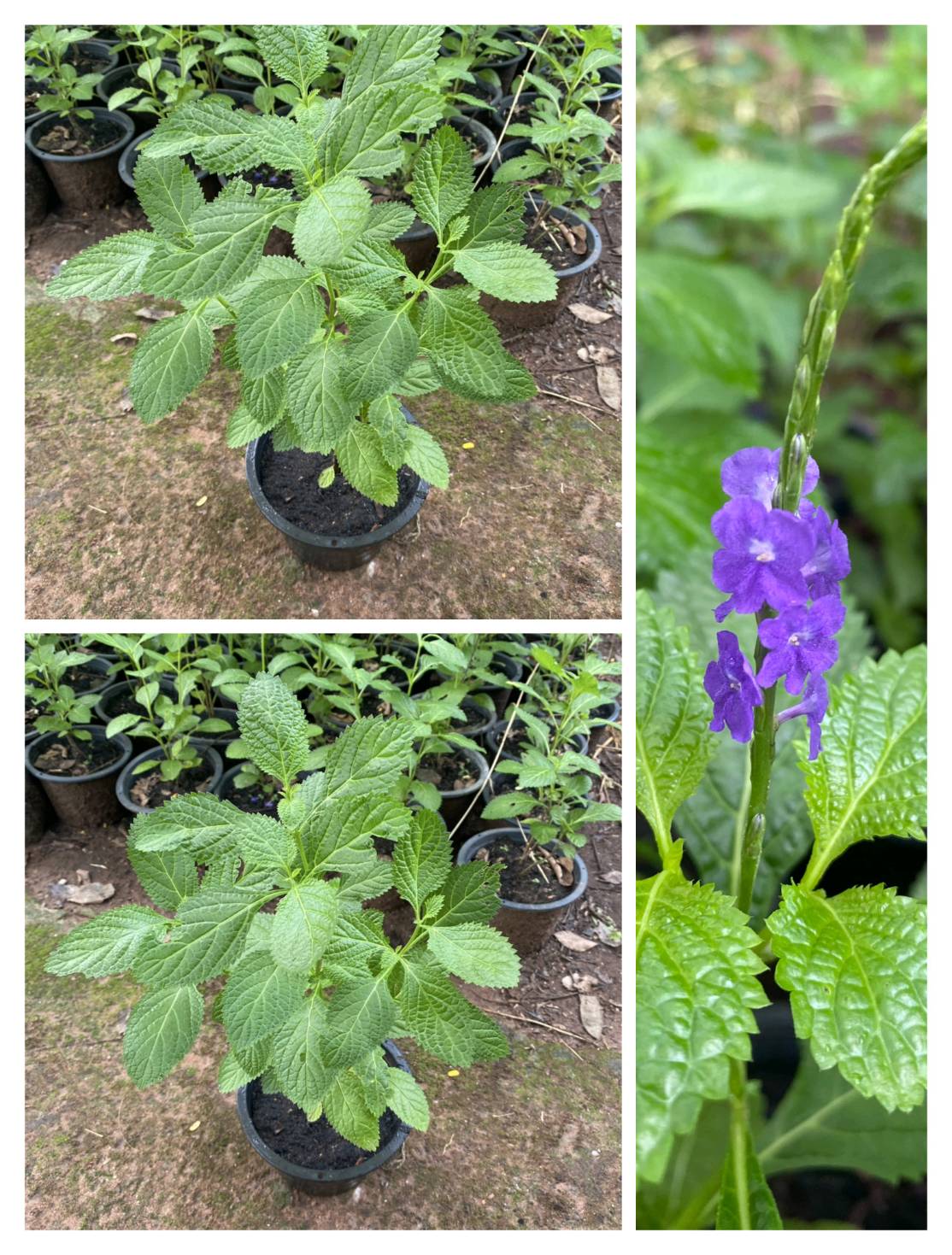 พันงูเขียว หรือ ต้นน้ำดับไฟ Stachytarpheta jamaicensis (L.) Vahl