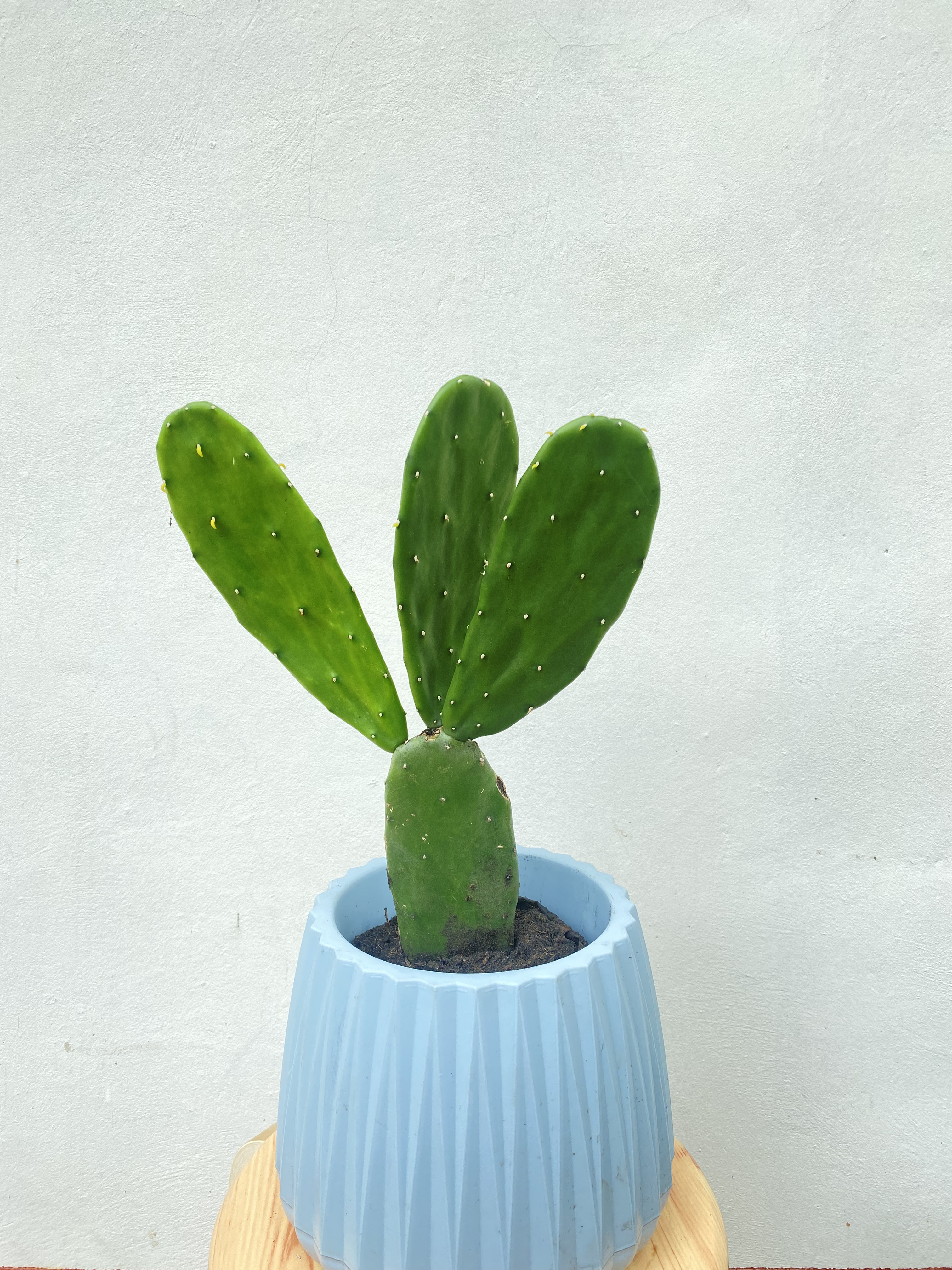 กระบองเพชรใบเสมา กระบองเพชรมิคกี้เมาส์ Opuntia โอพันเทีย