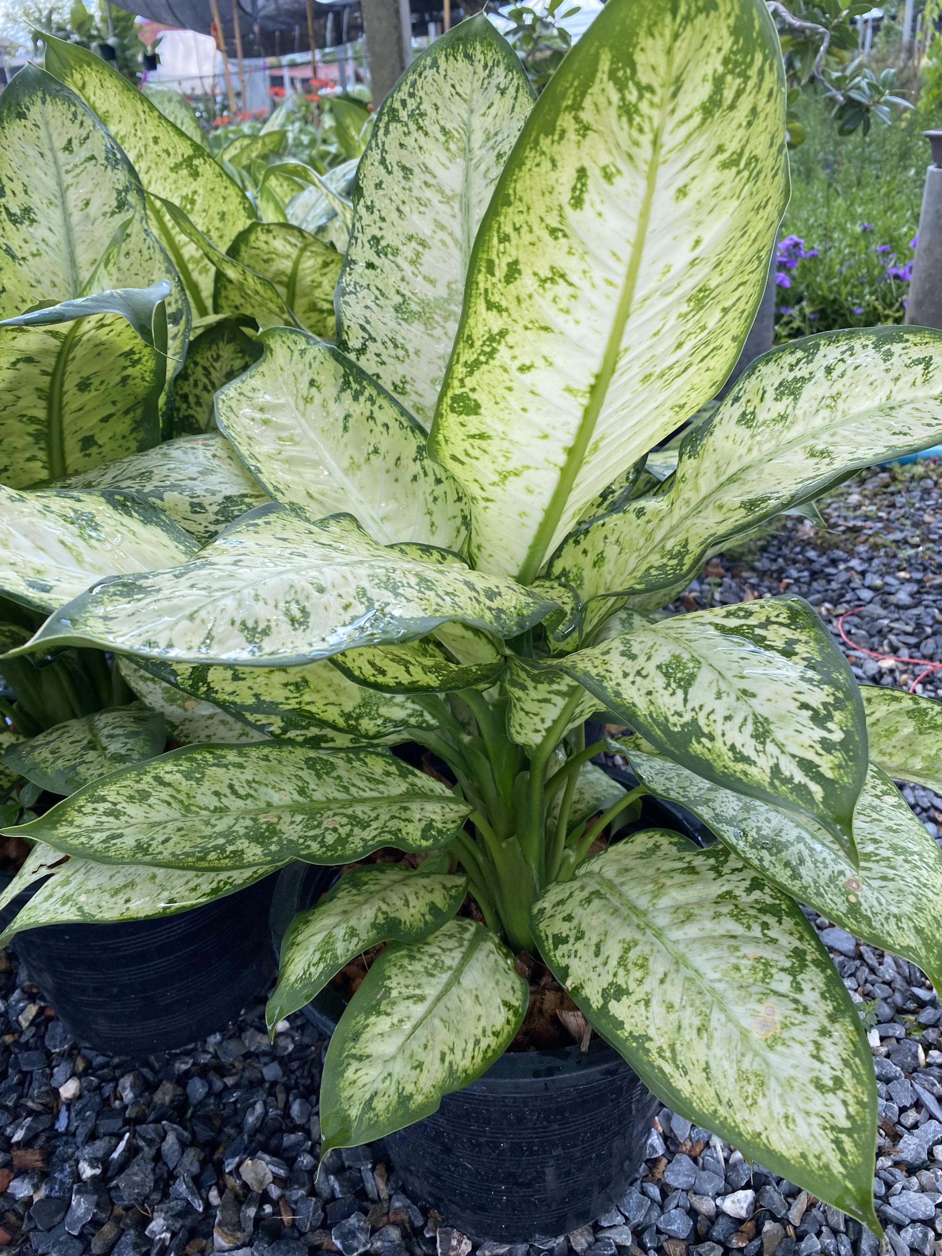 สาวน้อยประแป้ง หงส์เหิน Dumb Cane