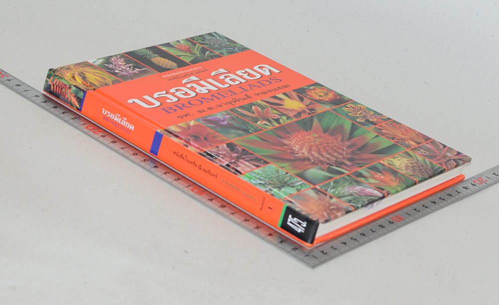 บรอมีเลียด (ขายตามสภาพ)