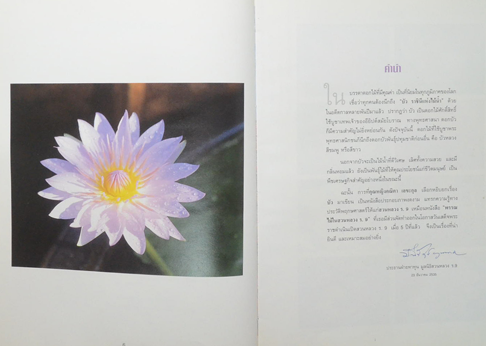 บัว ราชินีแห่งไม้น้ำ (ขายตามสภาพ)