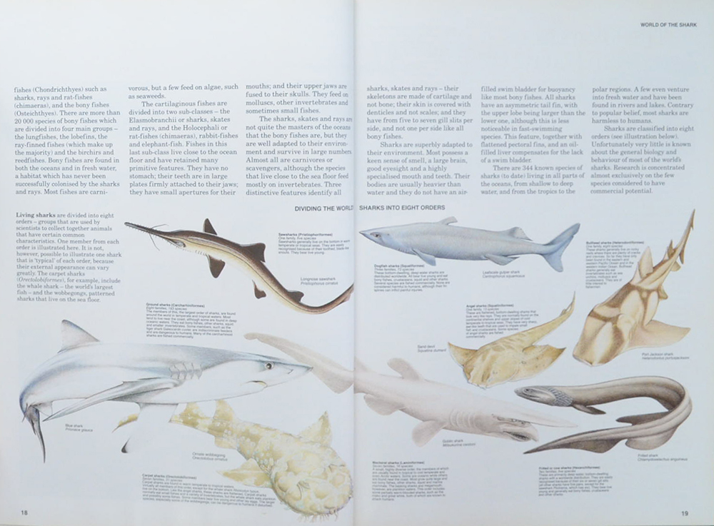 SHARKS Silent hunters of the deep