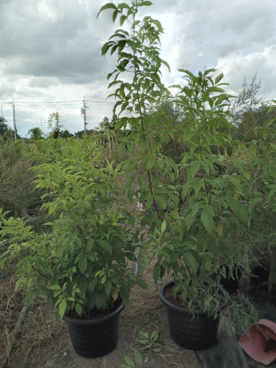 ทองอุไร Yellow elder