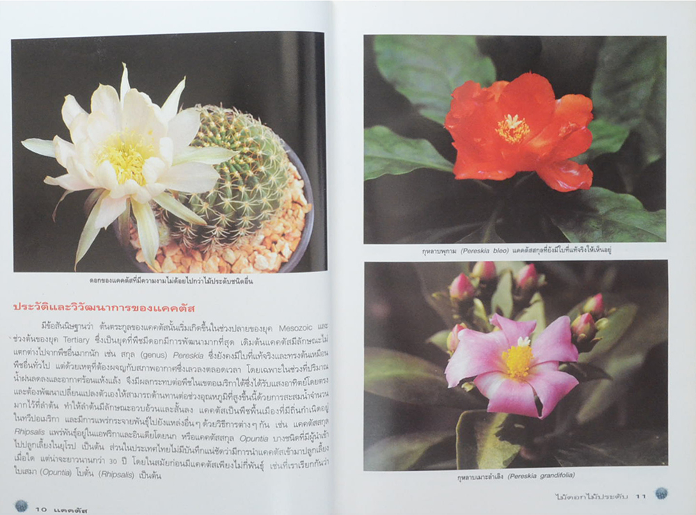 แคคตัส ไม้ดอกไม้ประดับ