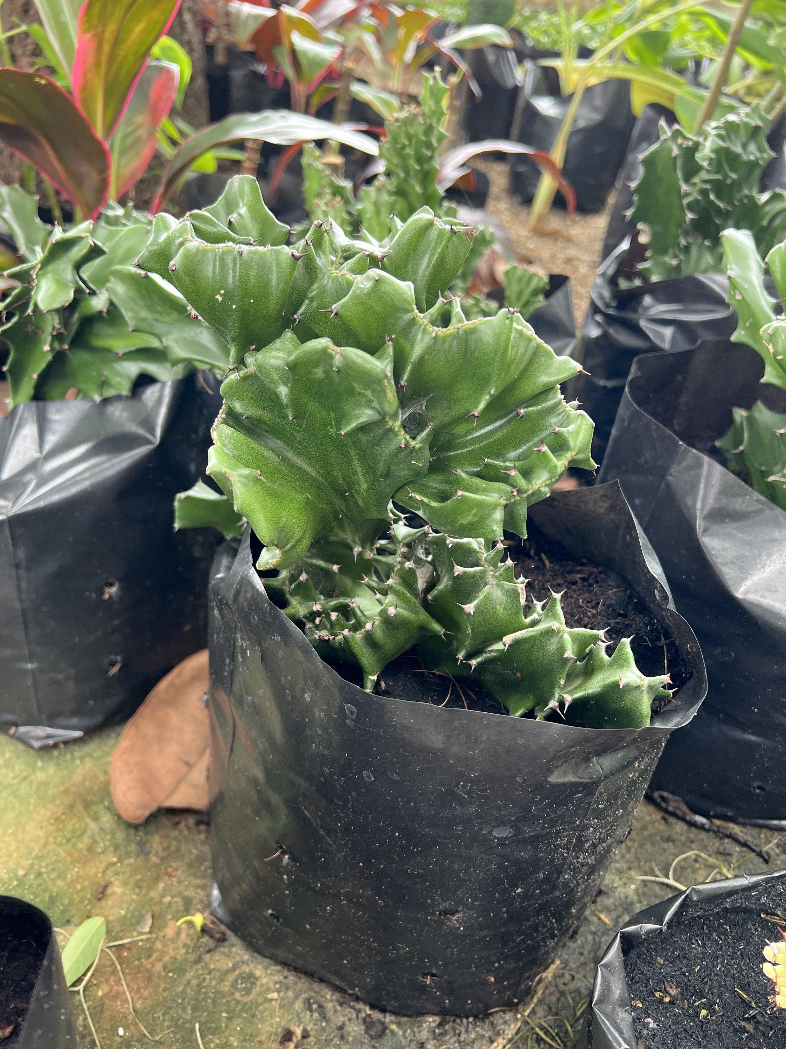 ต้นกระบองเพชร ตอสามเหลี่ยม ตอแคคตัส Cactus ไม้อวบน้ำ