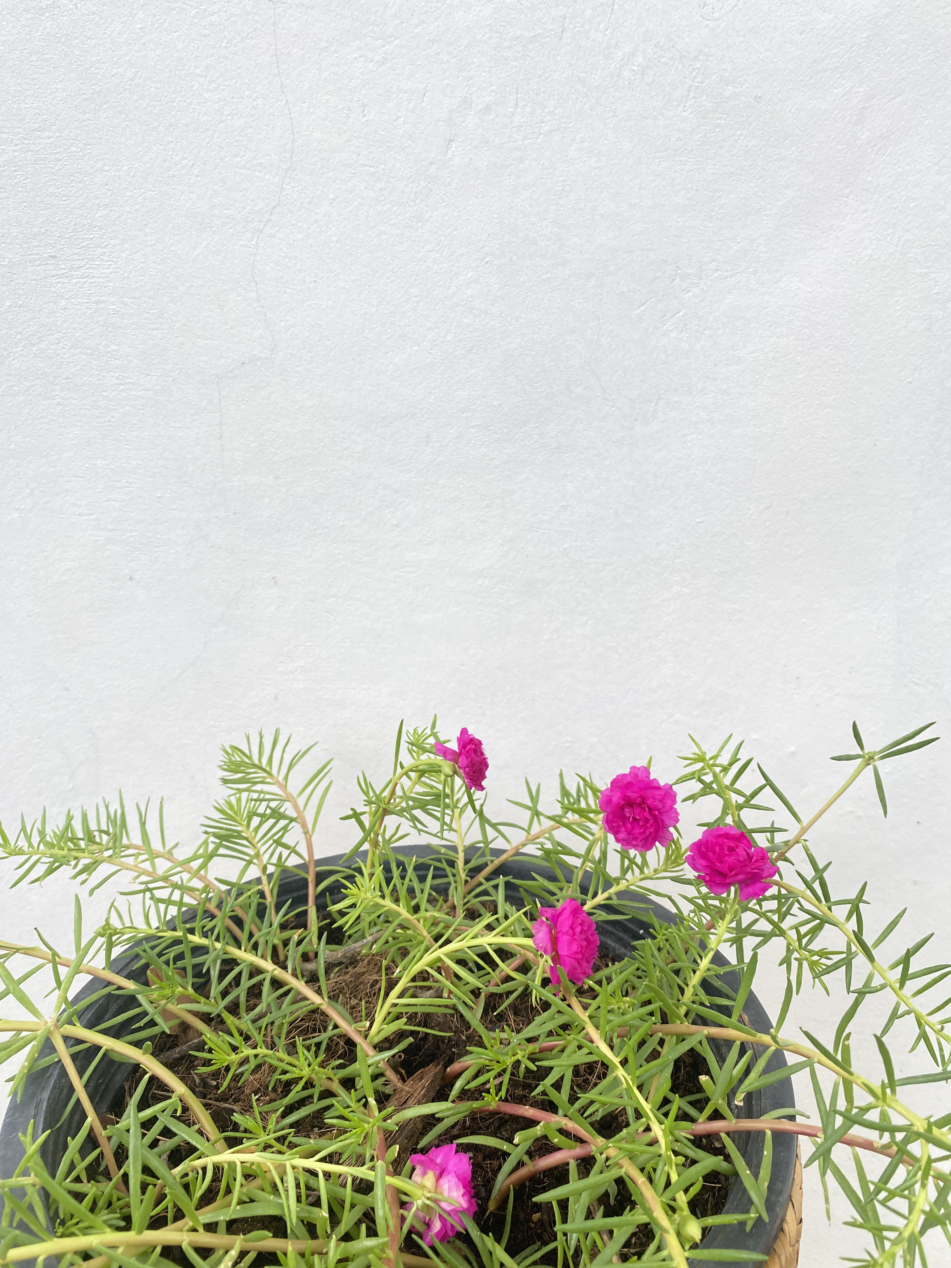 แพรเซี่ยงไฮ้ Portulaca ไม้ดอก อวบน้ำ