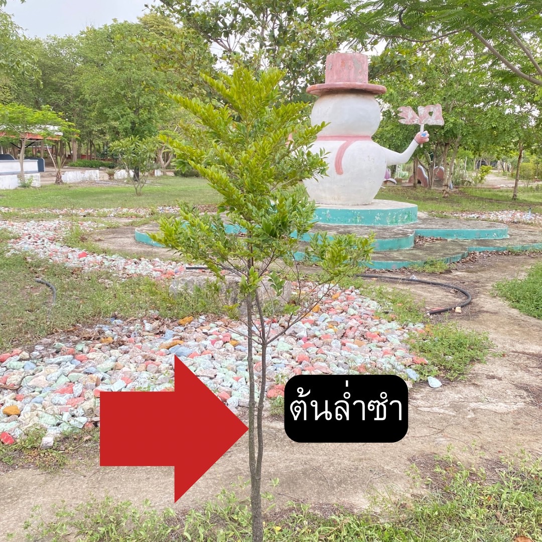 ต้นล่ำซำ Diospyros buxifolia (Blume) Hiern
