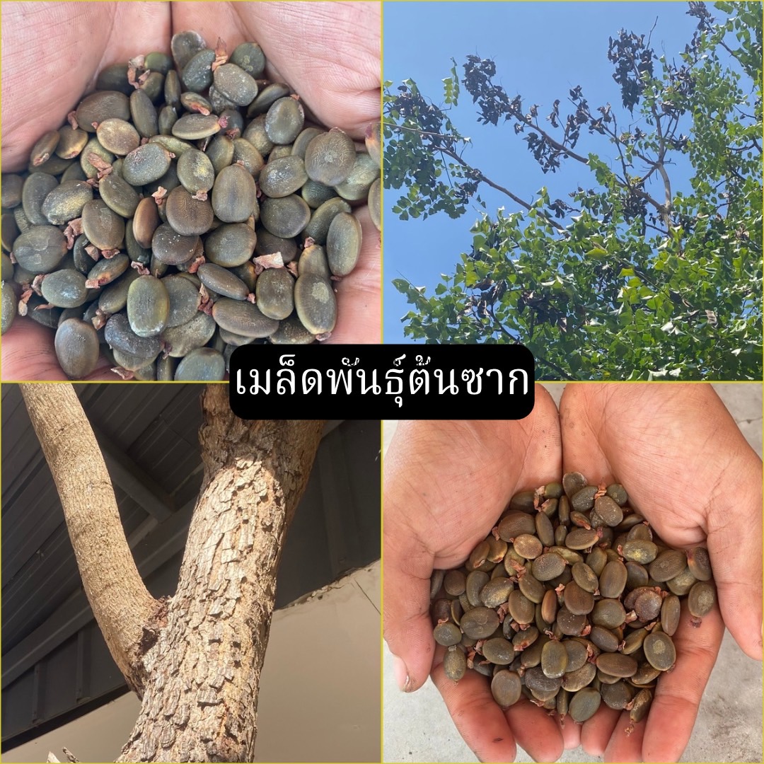 เมล็ดพันธุ์ต้นซาก Pansad tree