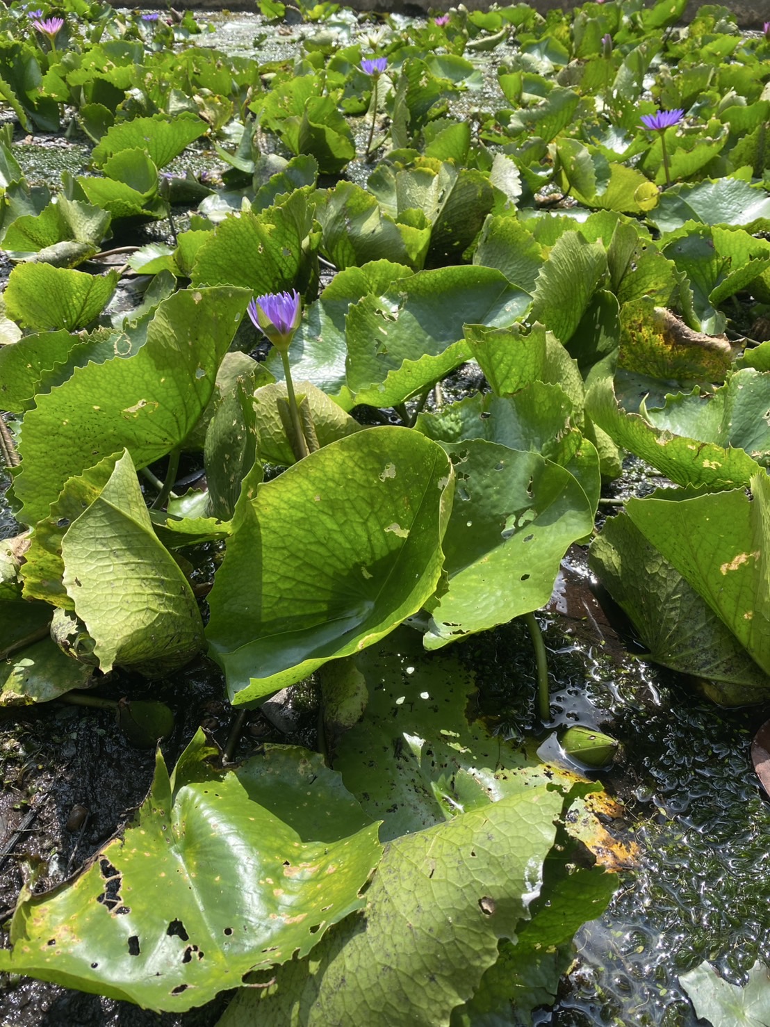 ต้นบัวฉลองขวัญ Chalong Khwan