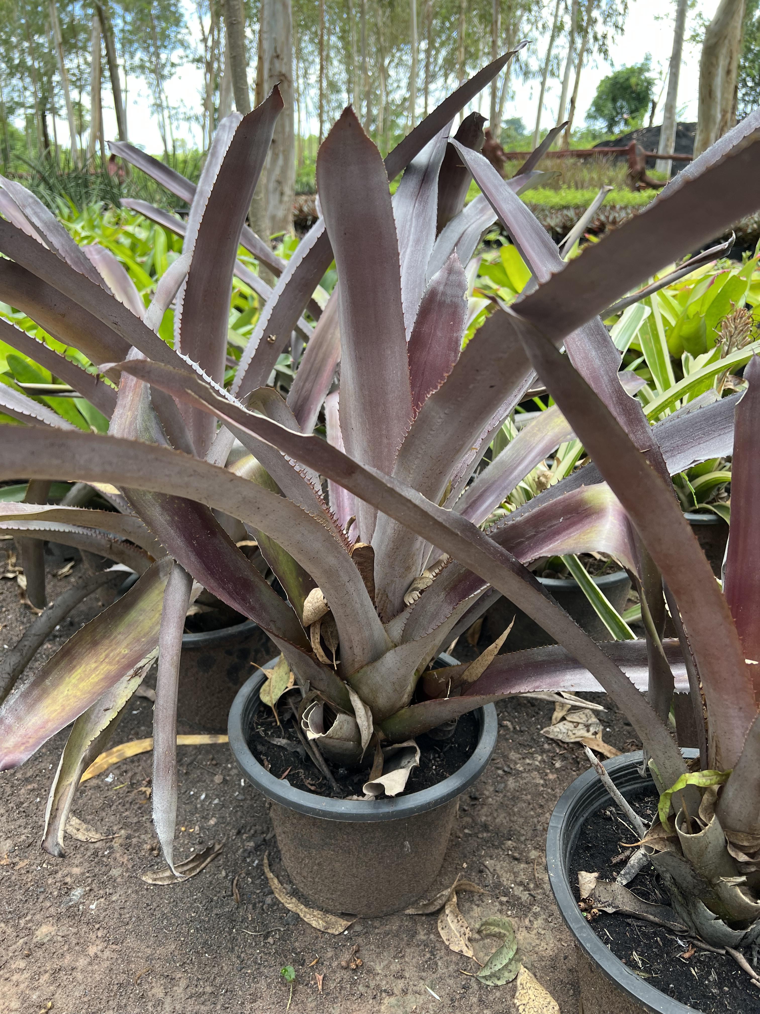 สับปะรดสี bromeliad