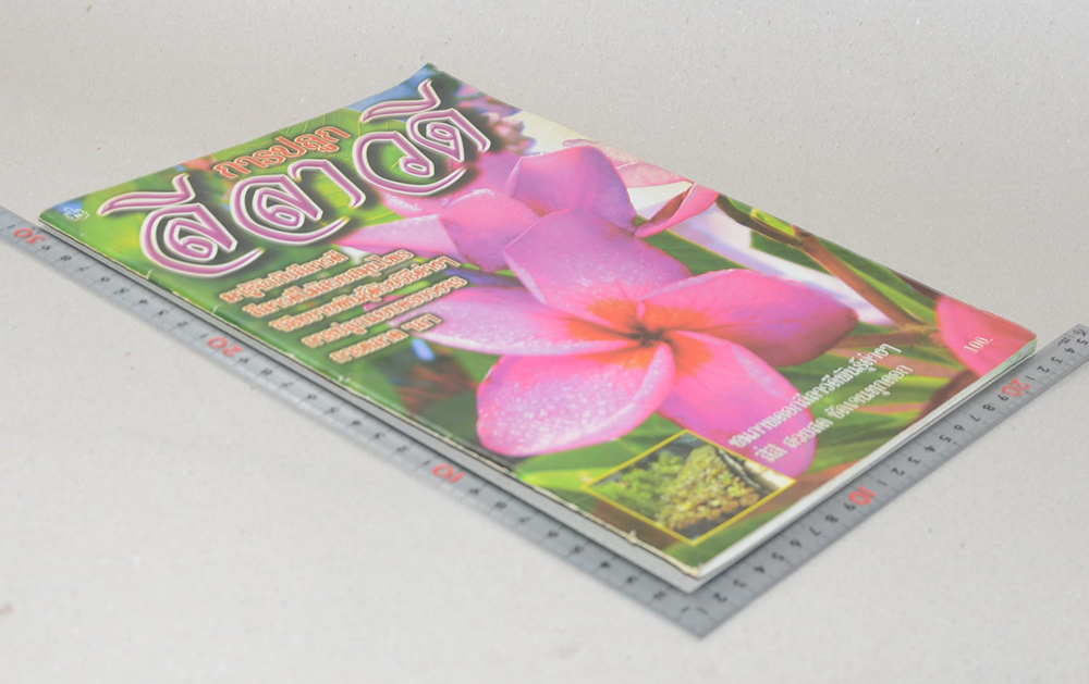 การปลูกลีลาวดี