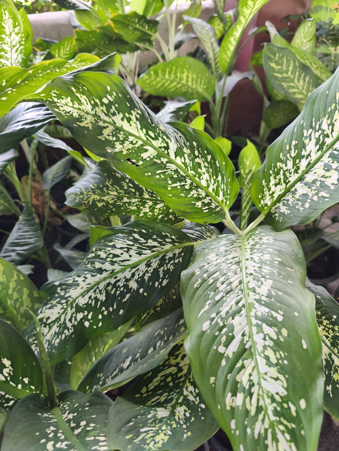 ต้นสาวน้อยประแป้ง dumb cane ไม้มงคล