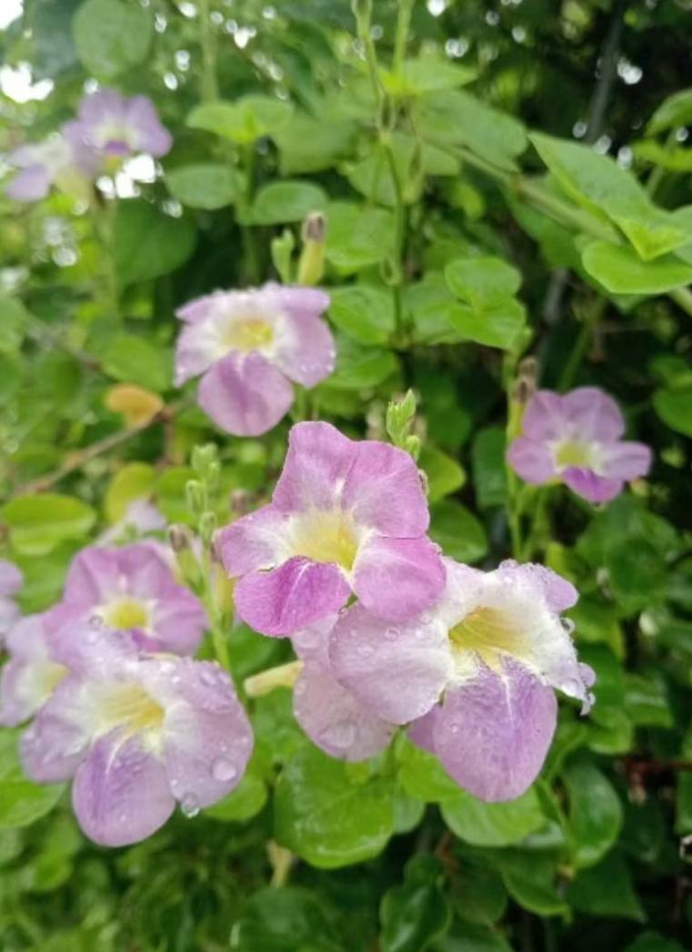 ต้นบุษบาฮาวาย Ganges Primrose