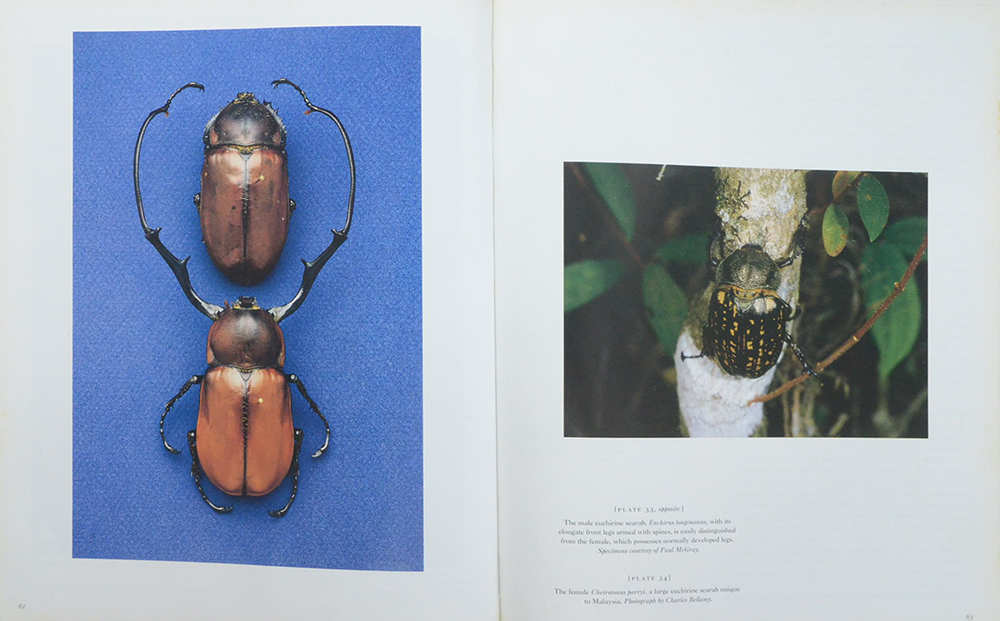 An Inordinate Fondness for Beetles