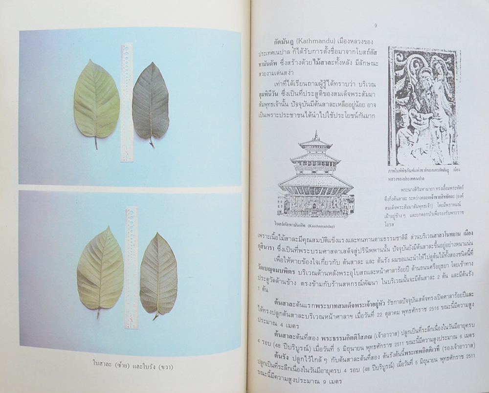 ผู้ช่วยศาสตราจารย์ ดร.เฉลิม มหิทธิกุล (อุตสาหกรรมไม้ขั้นพื้นฐานบางประเภท)