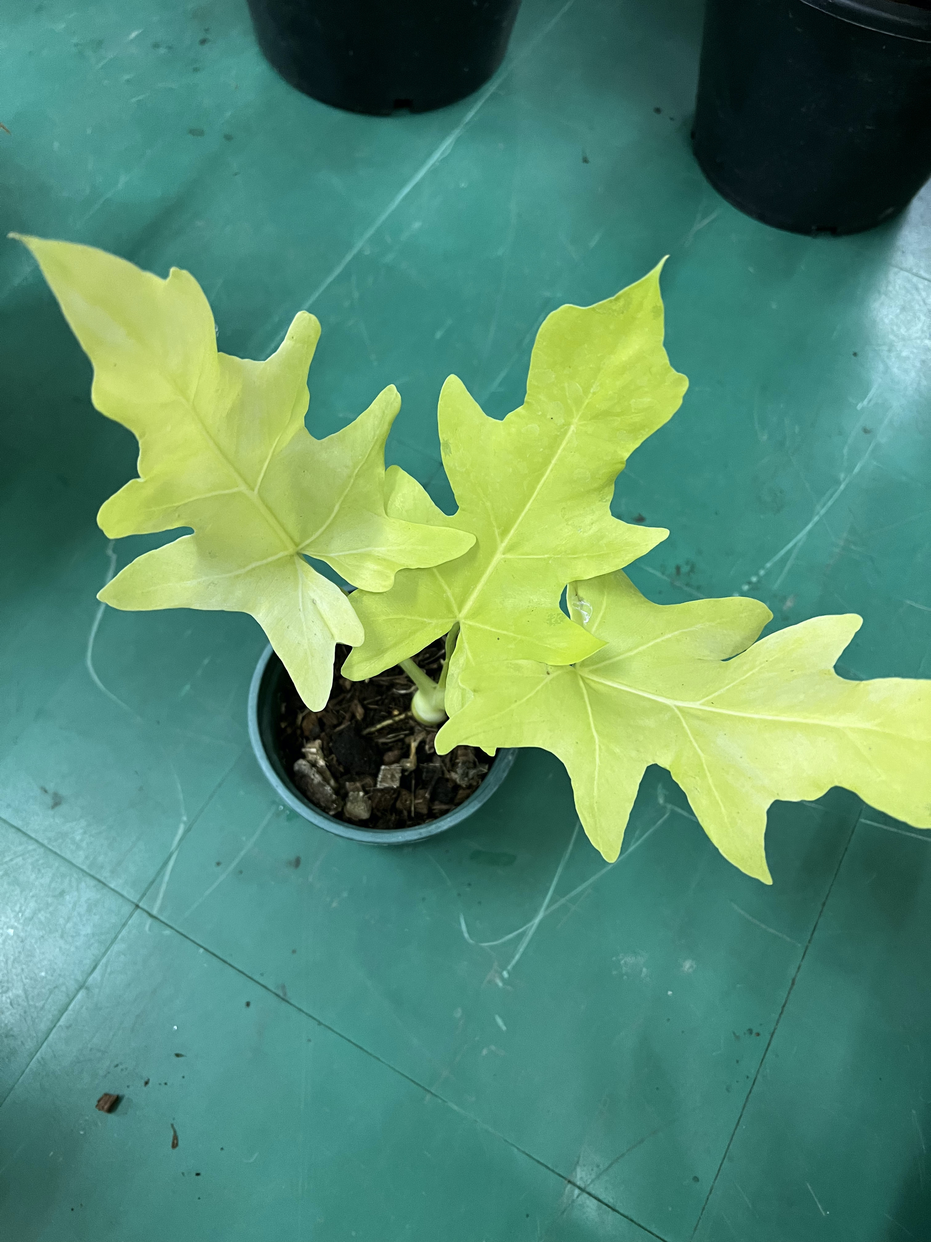 ฟิโลเดนดรอน ใบมะละกอทอง Philodendron selloum golden