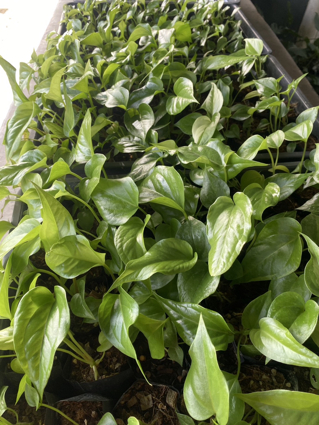 ต้นพลูทอง Golden Pothos