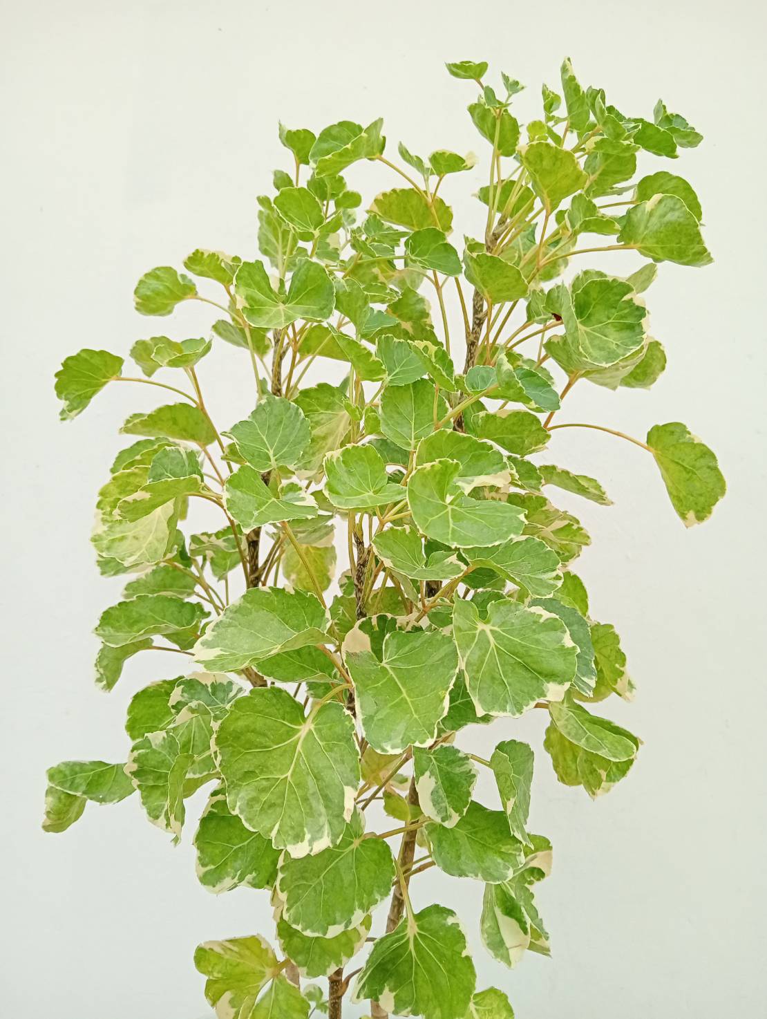 เล็บครุฑ Ming Aralia